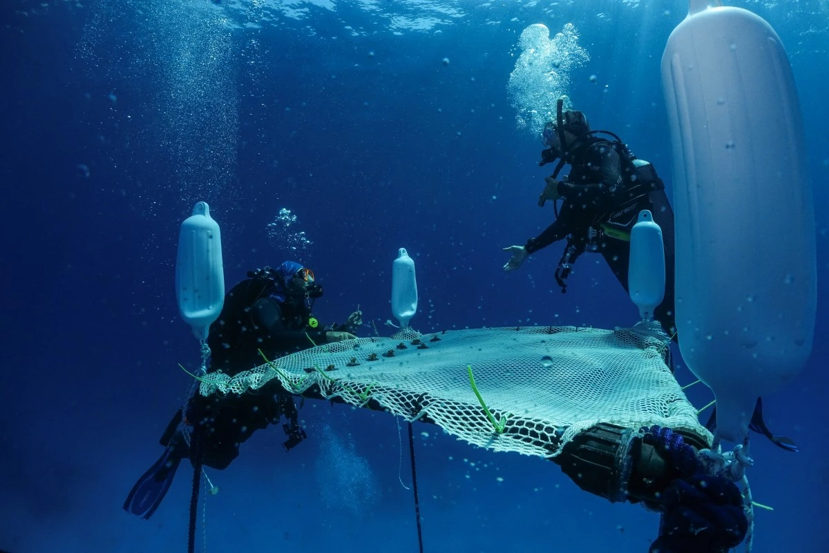 Biólogos marinos en el vivero flotante de coral en Capo Greko, Chipre.