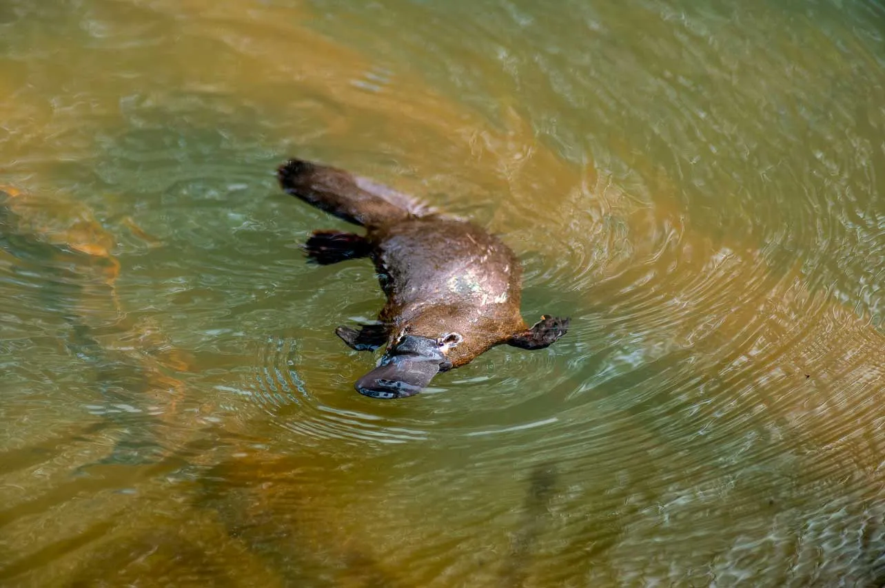 ornitorrinco, ciencia, reino animal
