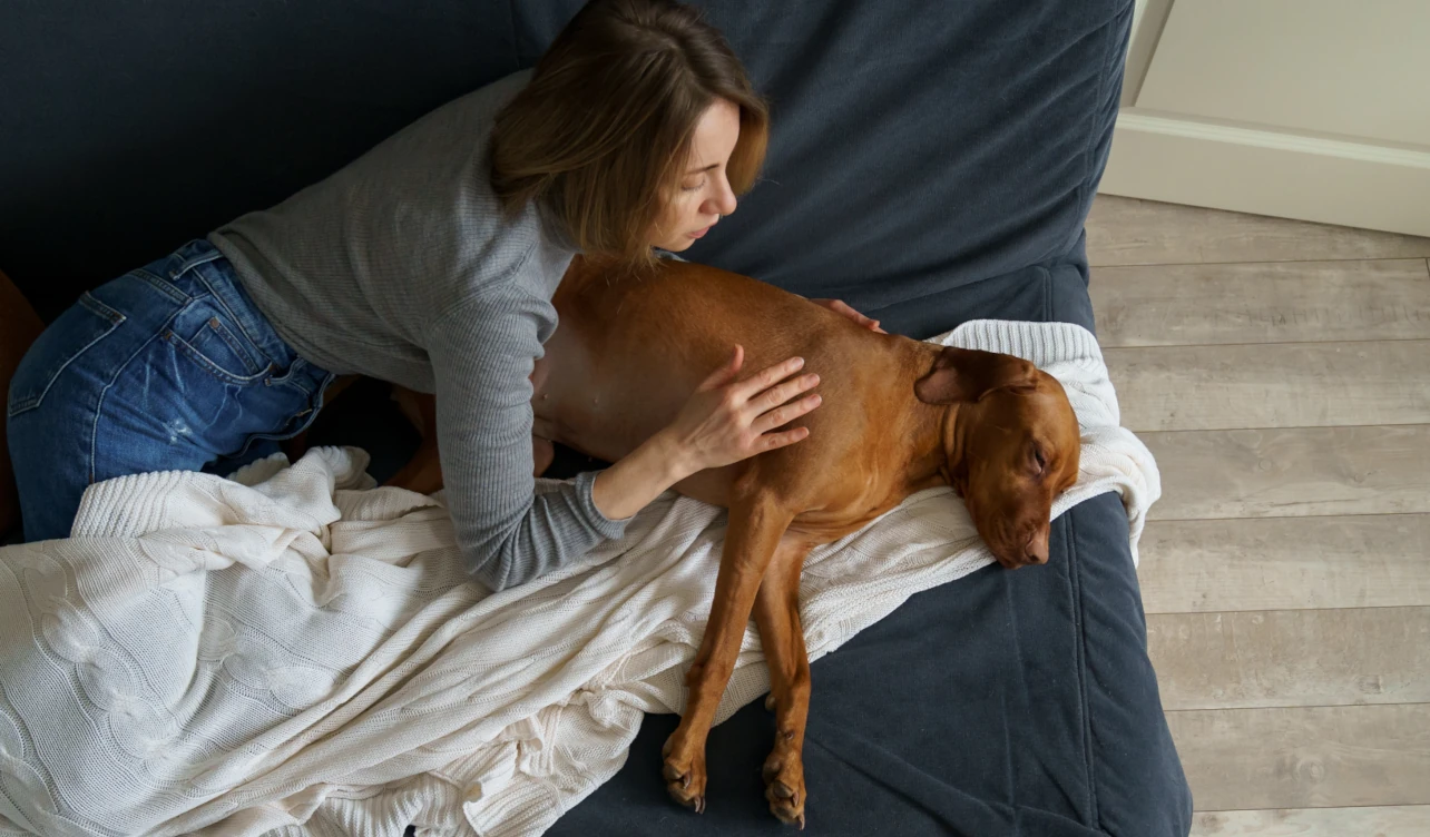 licencia, adopción, muerte, mascotas, Mondelez