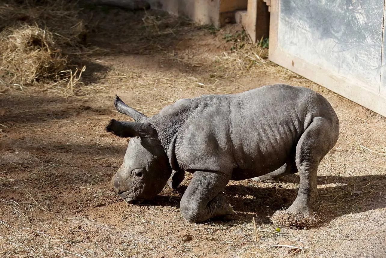rinoceronte blanco, zoológico, España