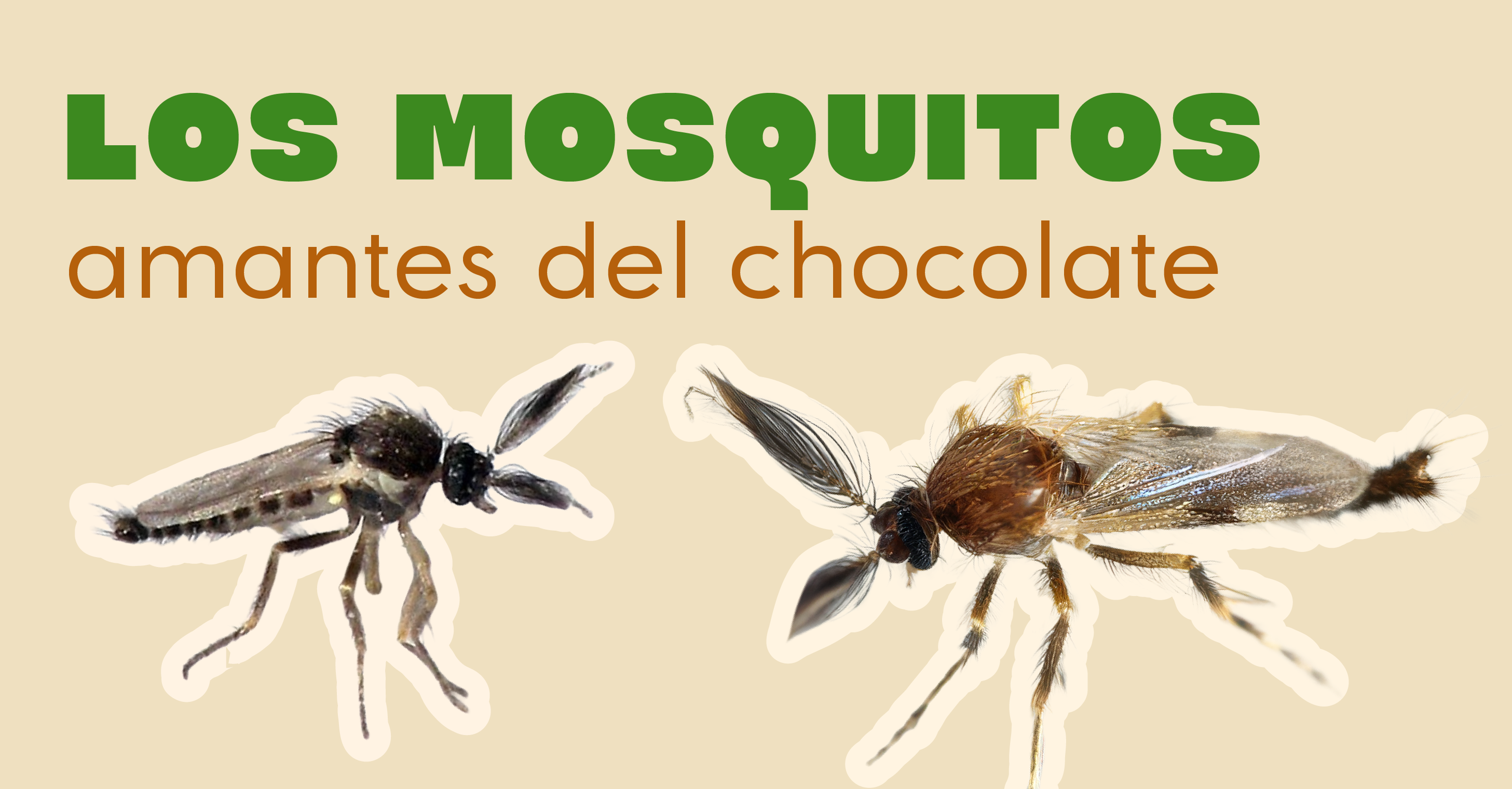 Los mosquitos amantes del chocolate