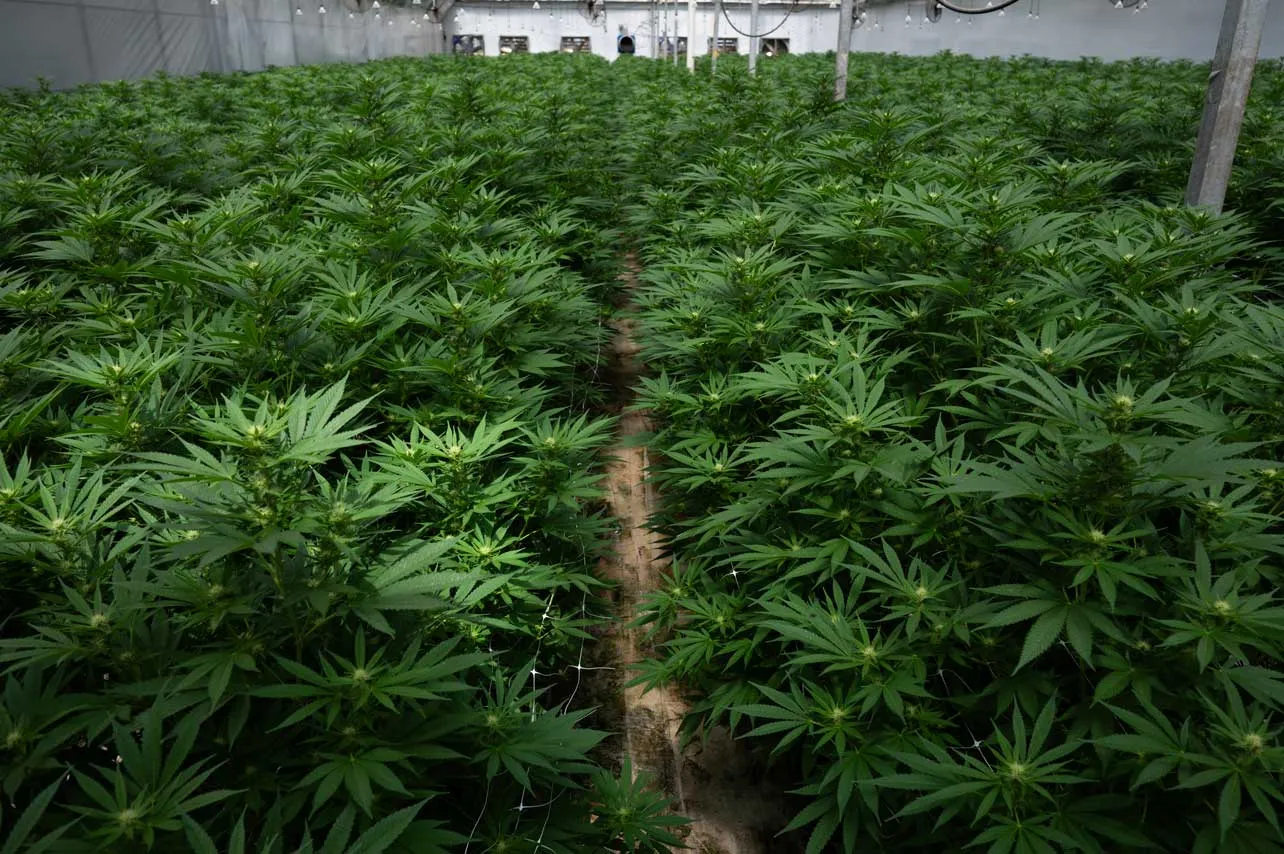 Cannabis, marihuana, Uruguay, turistas