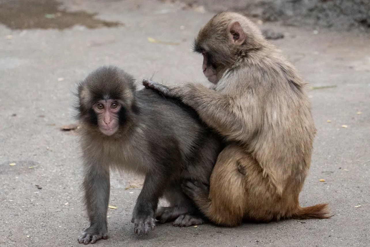 Punch siendo acicalado por otro macaco.
