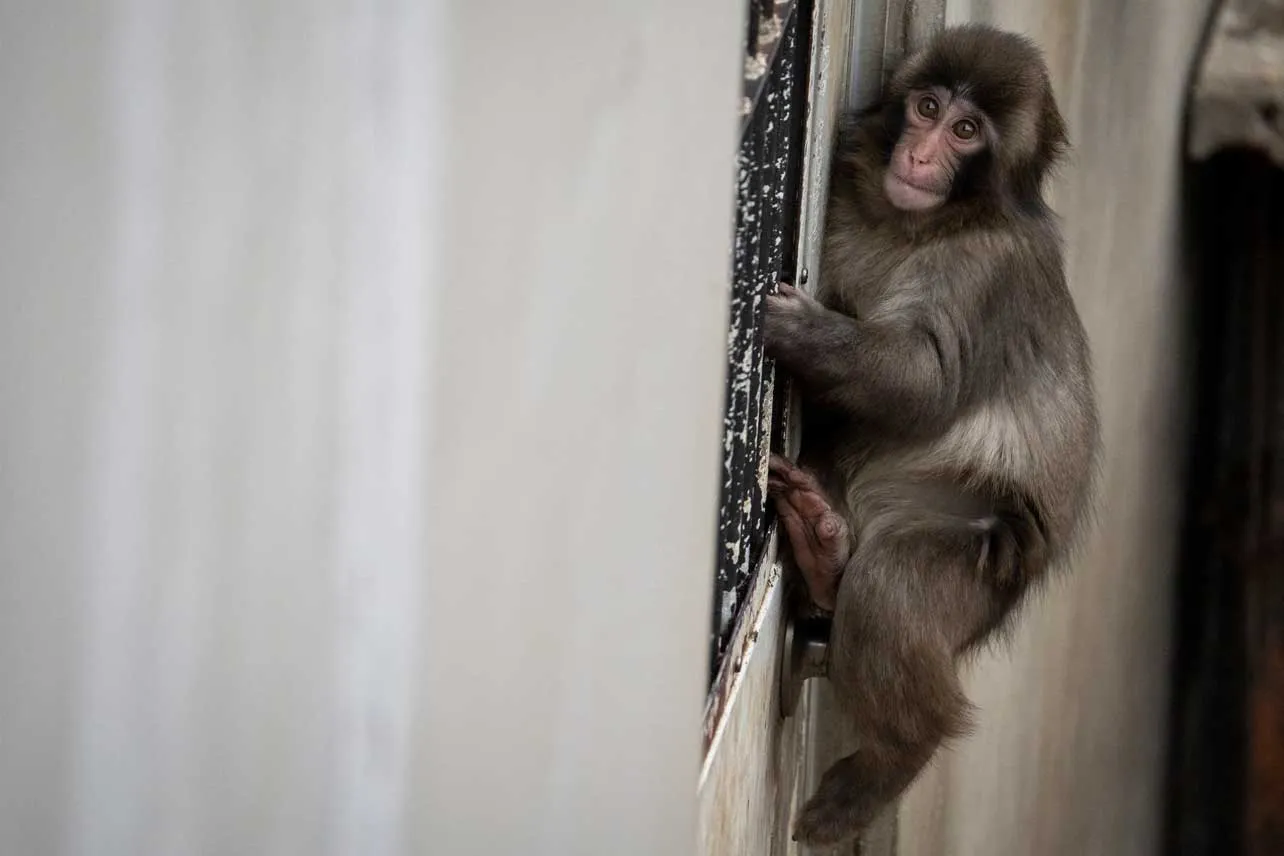 Macaco Punch agarrado a una pared.