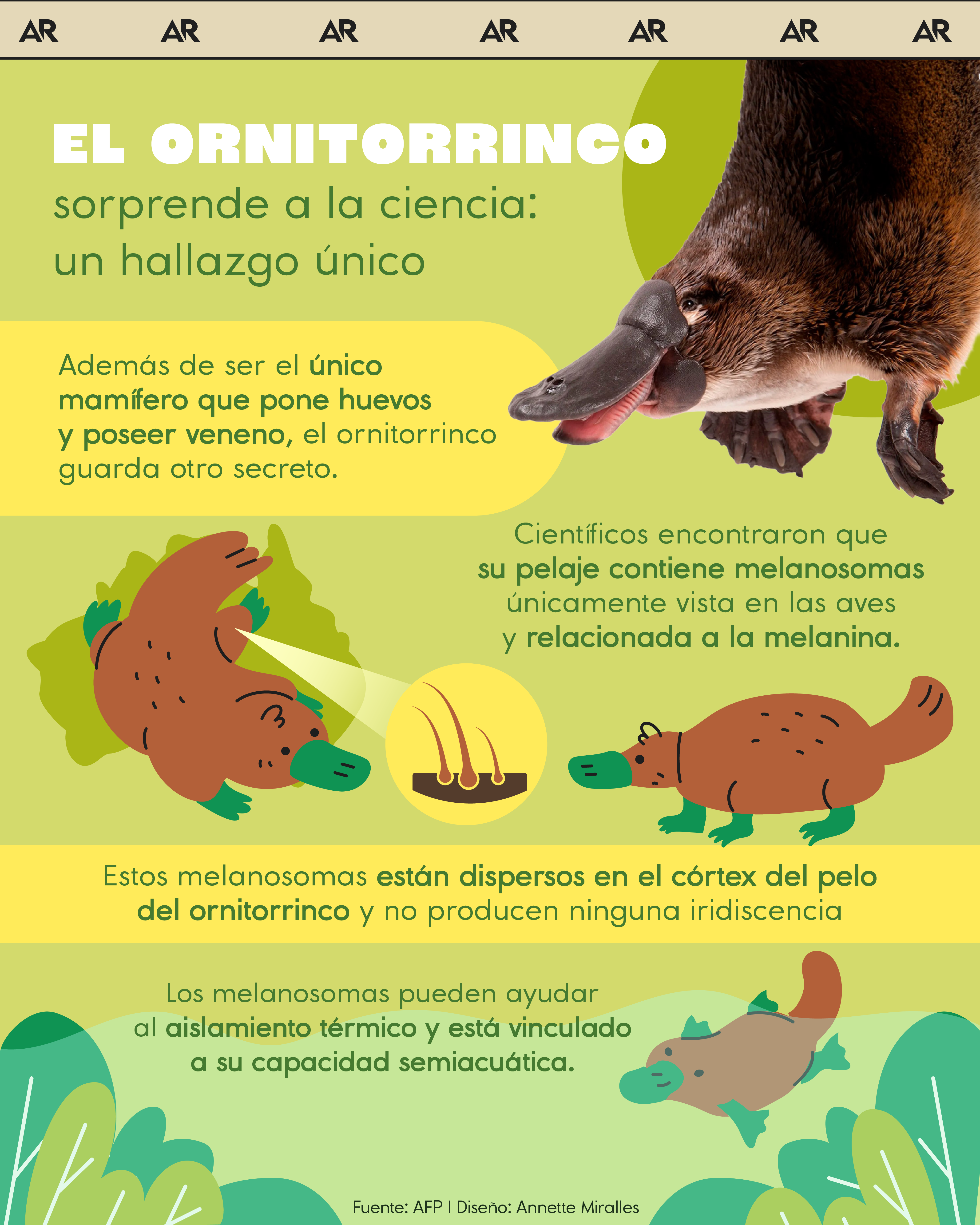 El ornitorrinco sorprende a la ciencia: un hallazgo único