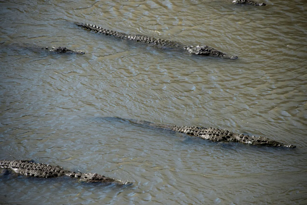 Minae, removerá, cocodrilos, río Tárcoles, rehabilitación, puente, noticias, Costa Rica