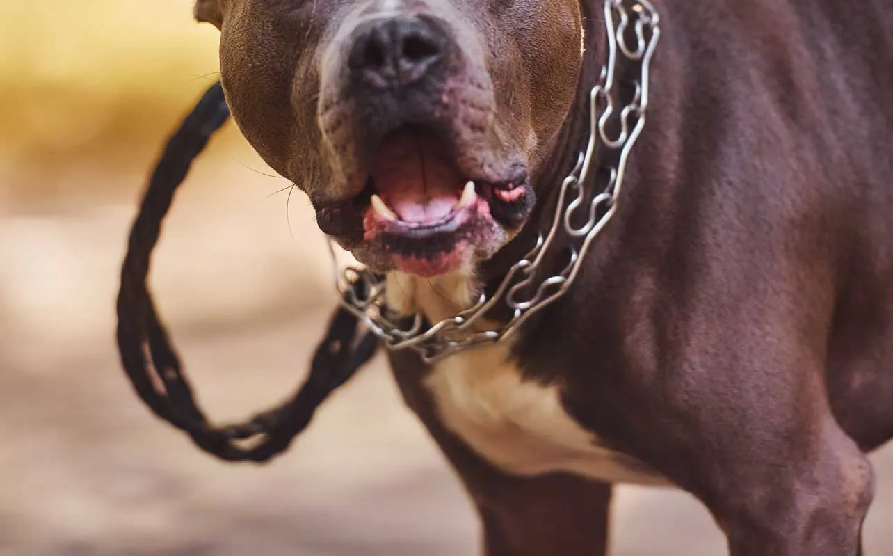 perro, Multiplaza, noticias, Costa Rica