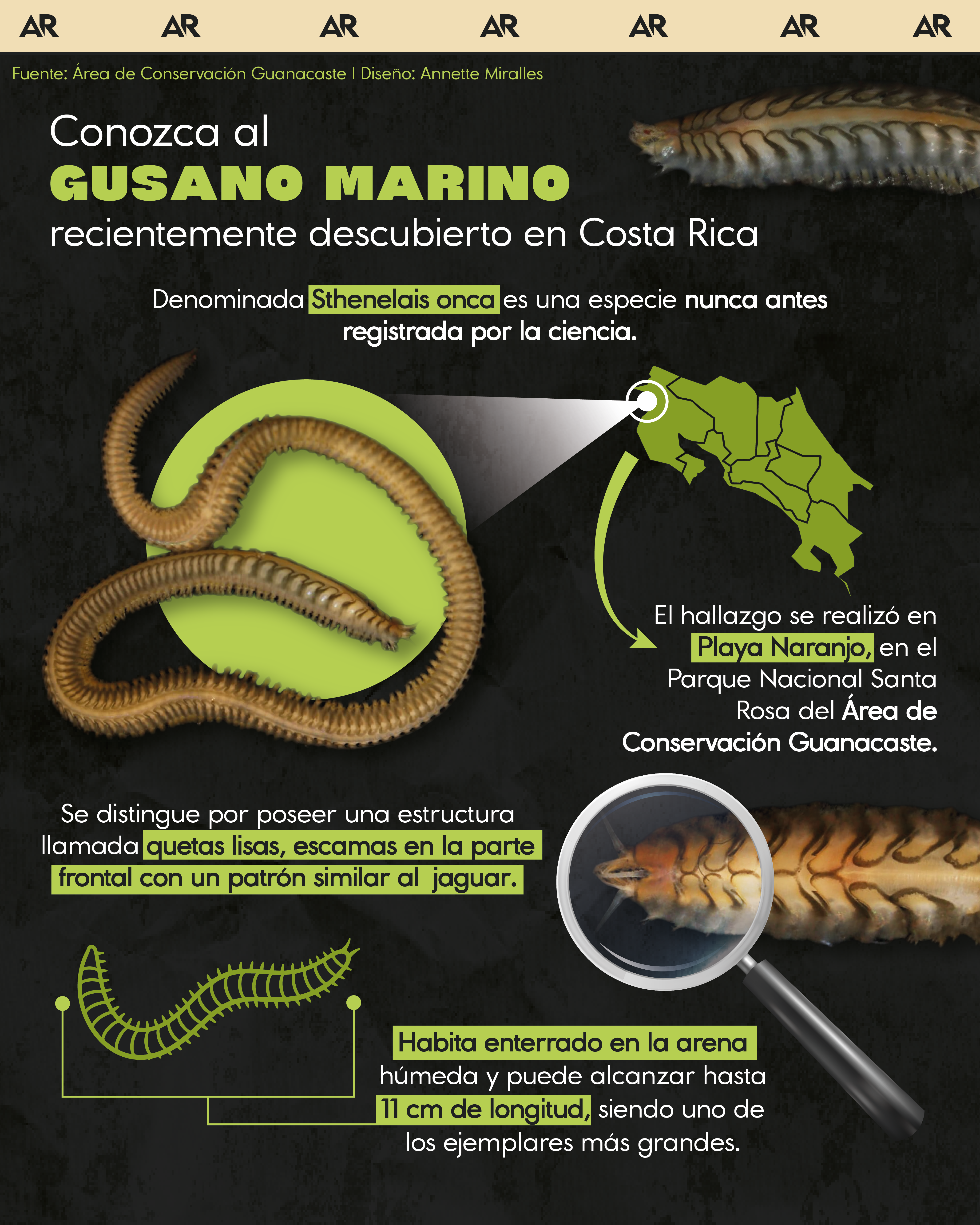 Conozca al gusano marino recientemente descubierto en Costa Rica