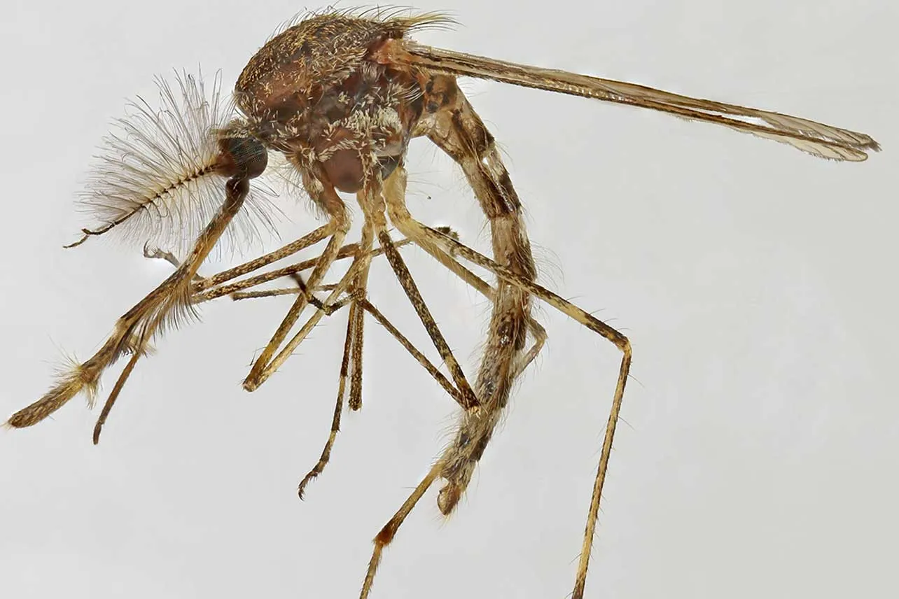 Islandia, mosquitos, ciencia, naturaleza