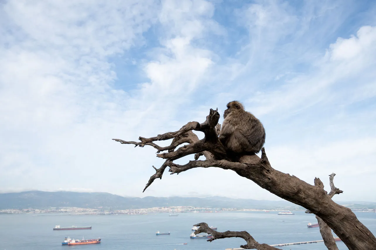 Macaco en Gibraltar.