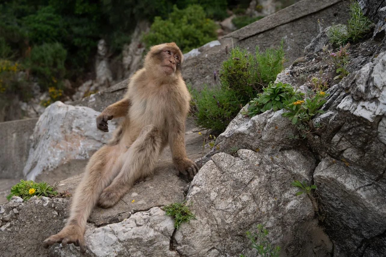 Macaco en Gibraltar.