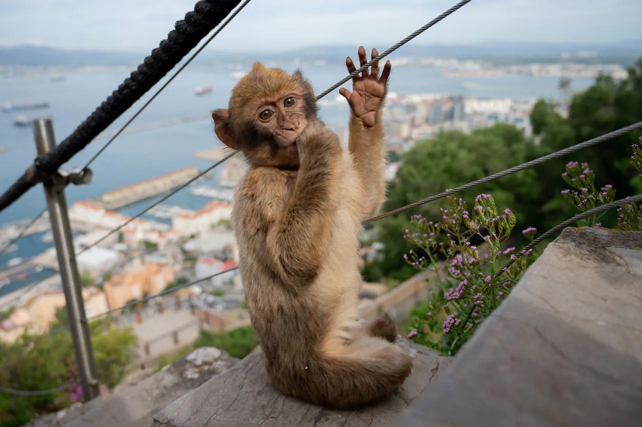 Macaco bebé en Gibraltar.