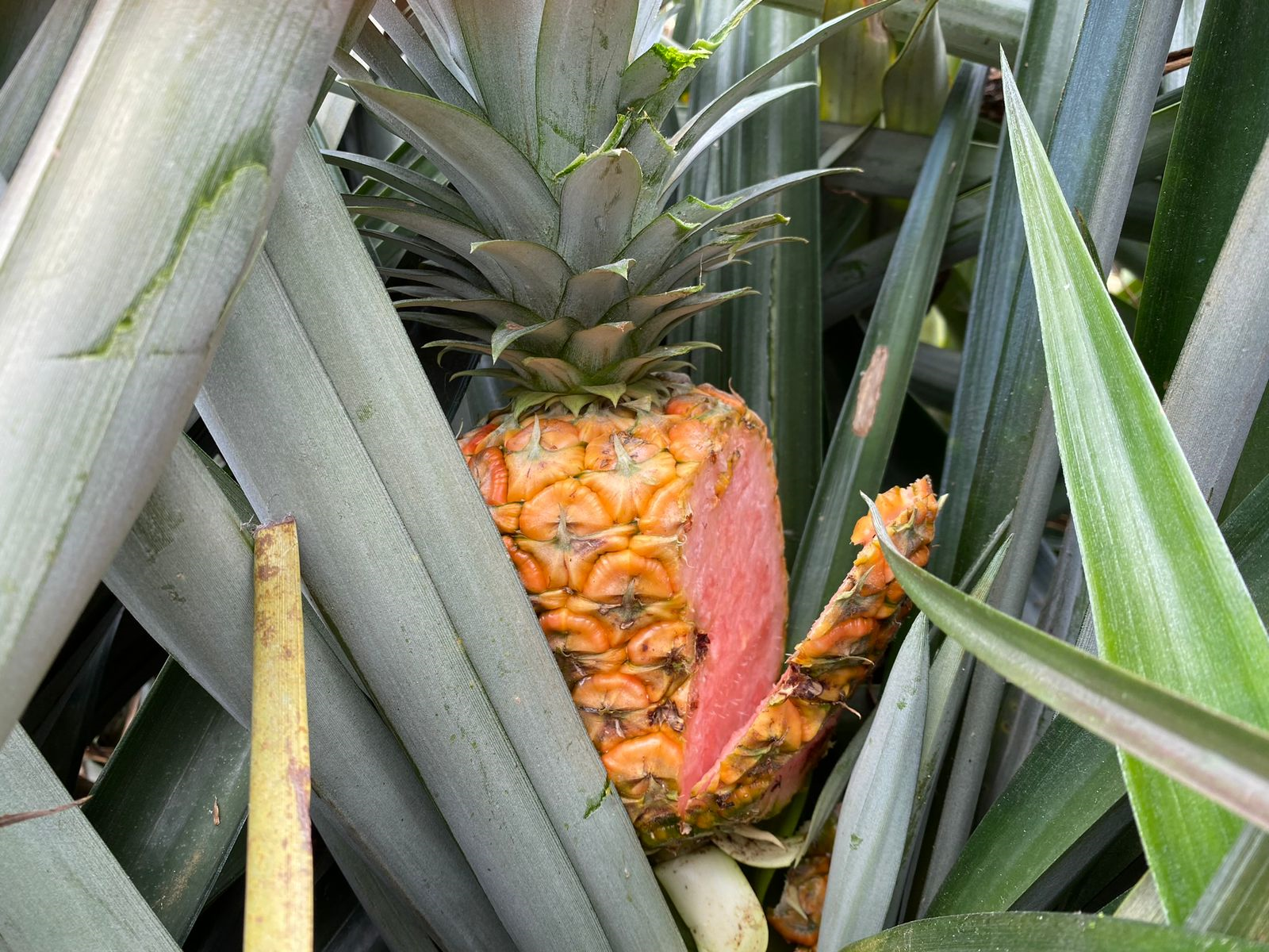 piña rosada, SFE, Sala Constitucional, comercio