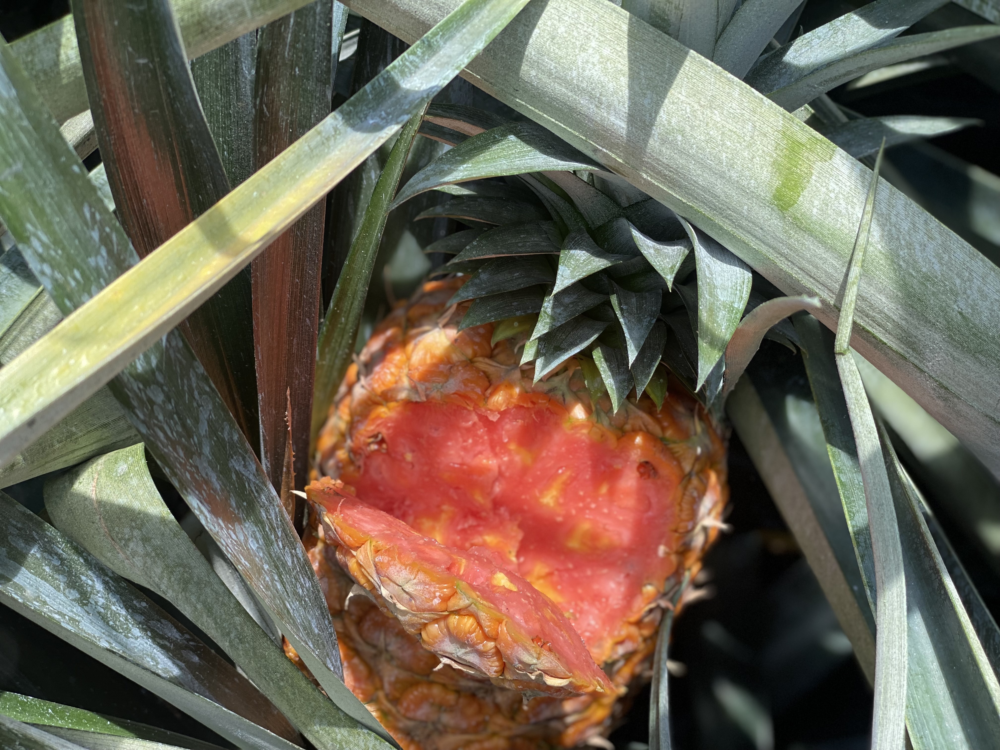 230623_piña_rosada_2 .jpeg