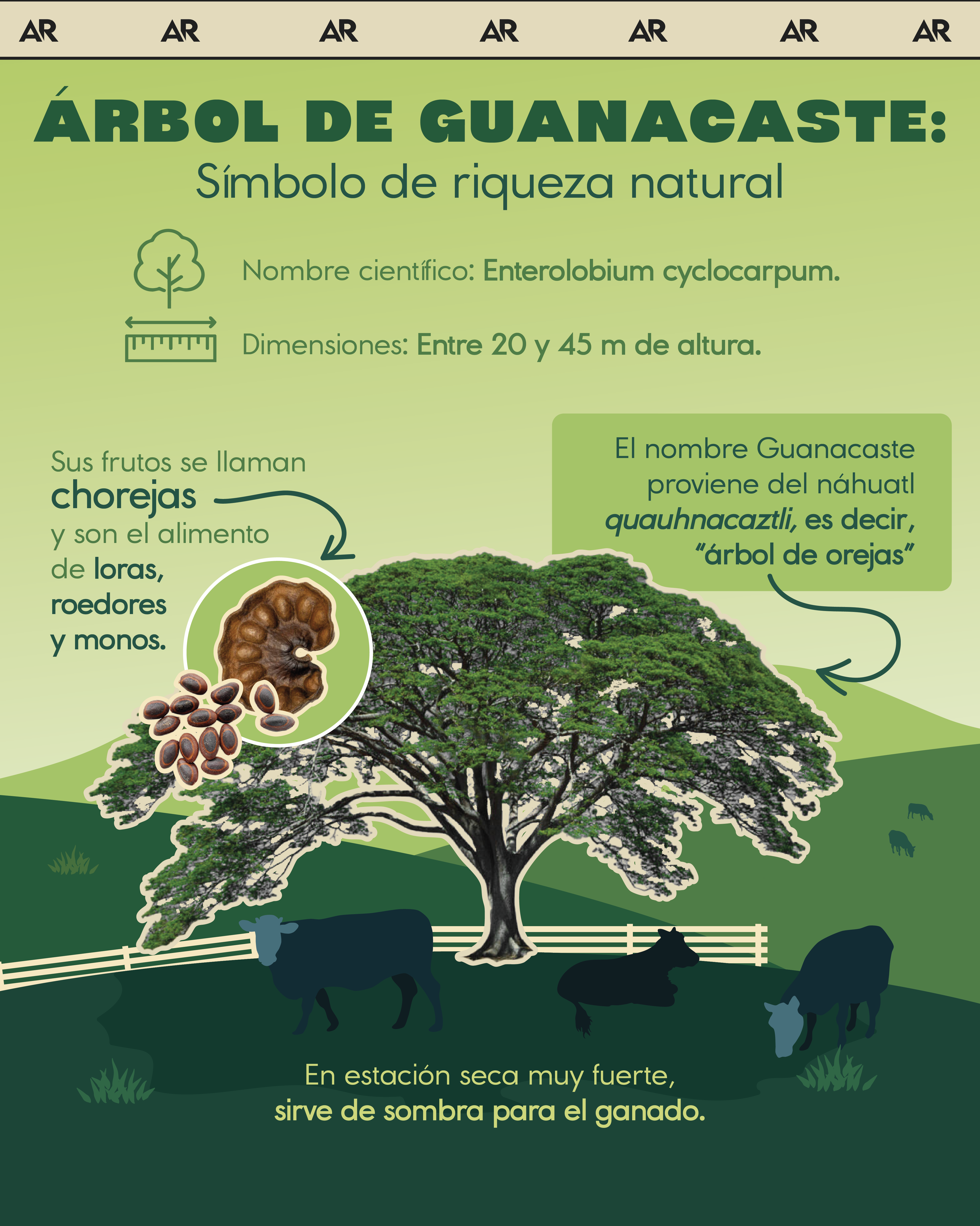 árbol, Guanacaste, anexión, ambiente, noticias, Costa Rica 