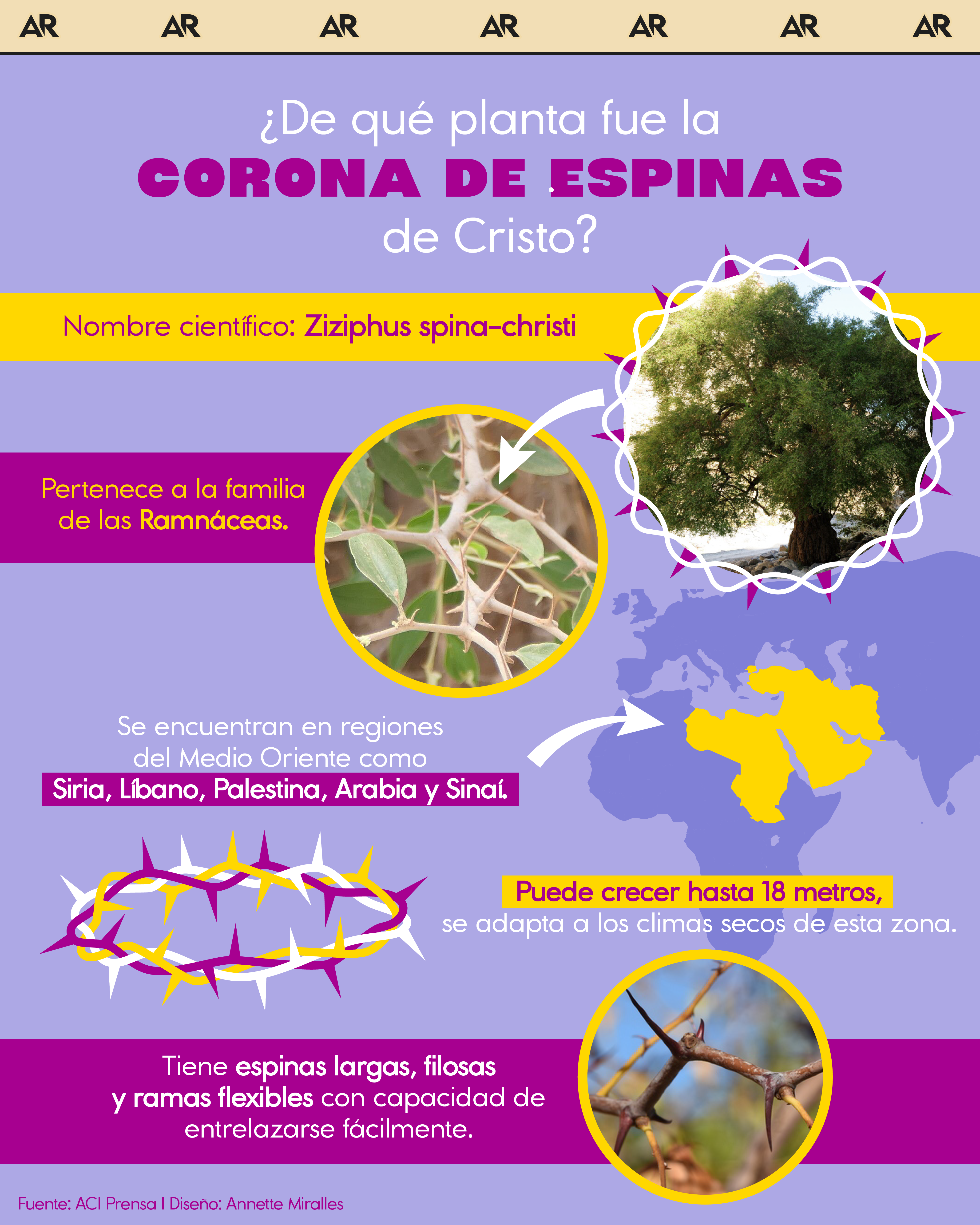 ¿De qué planta fue la corona de espinas de Cristo?