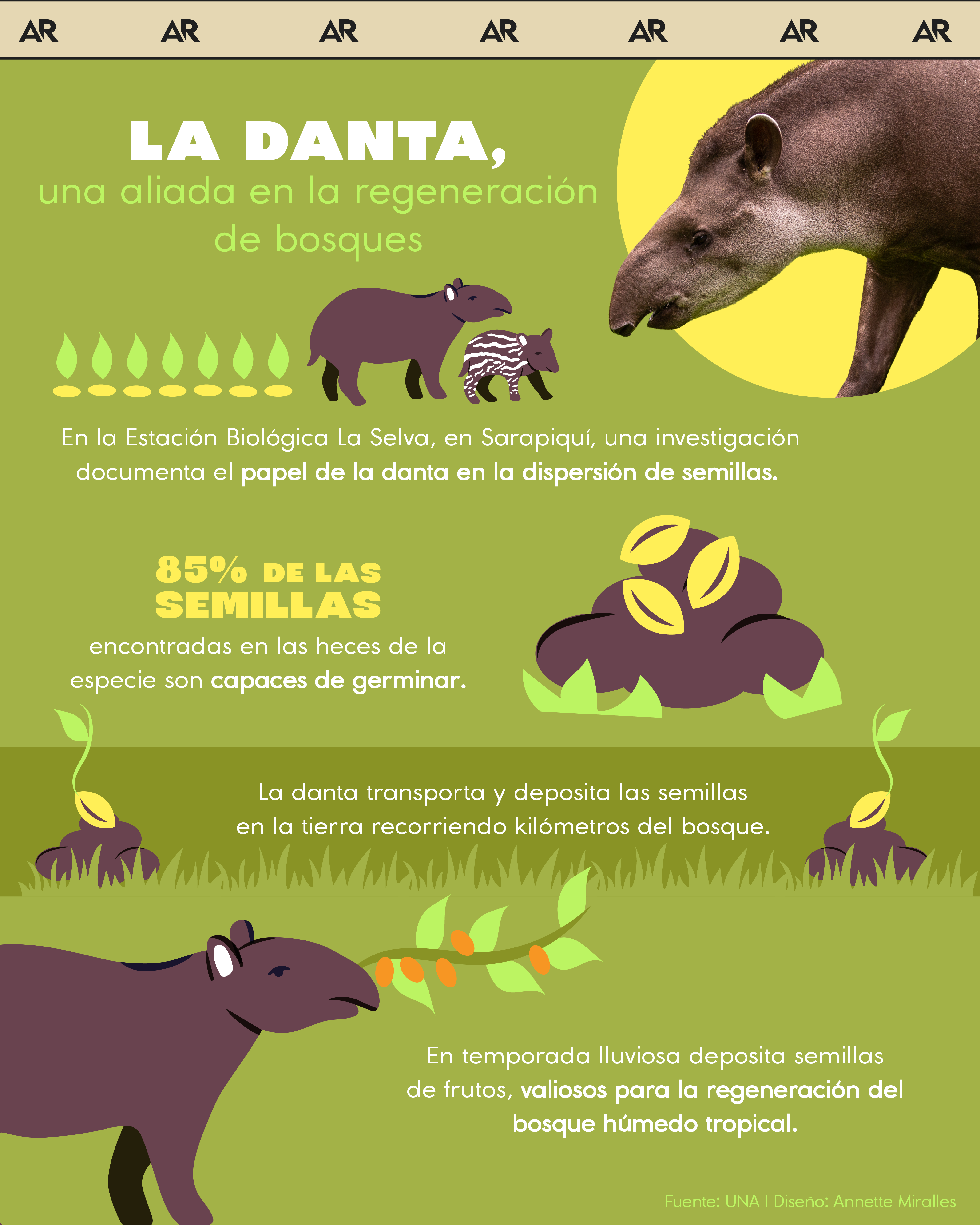 La danta, una aliada en la regeneración de bosques  