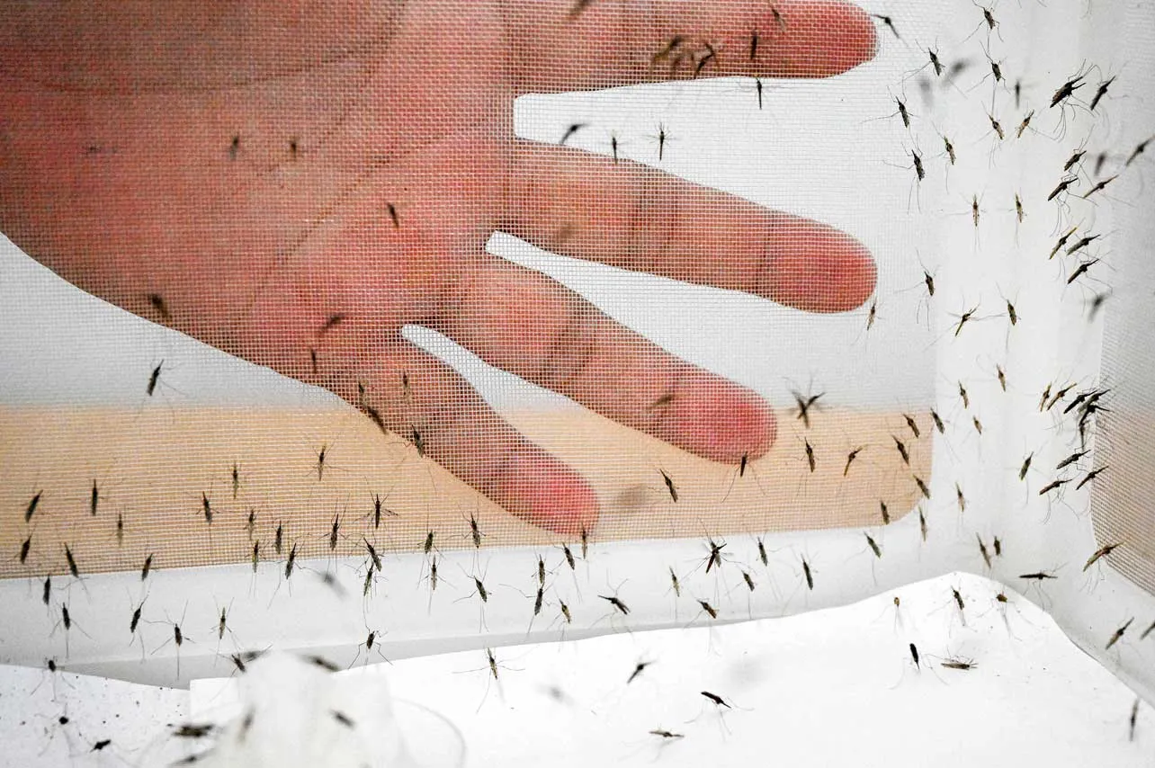 tratamiento, lactantes, malaria