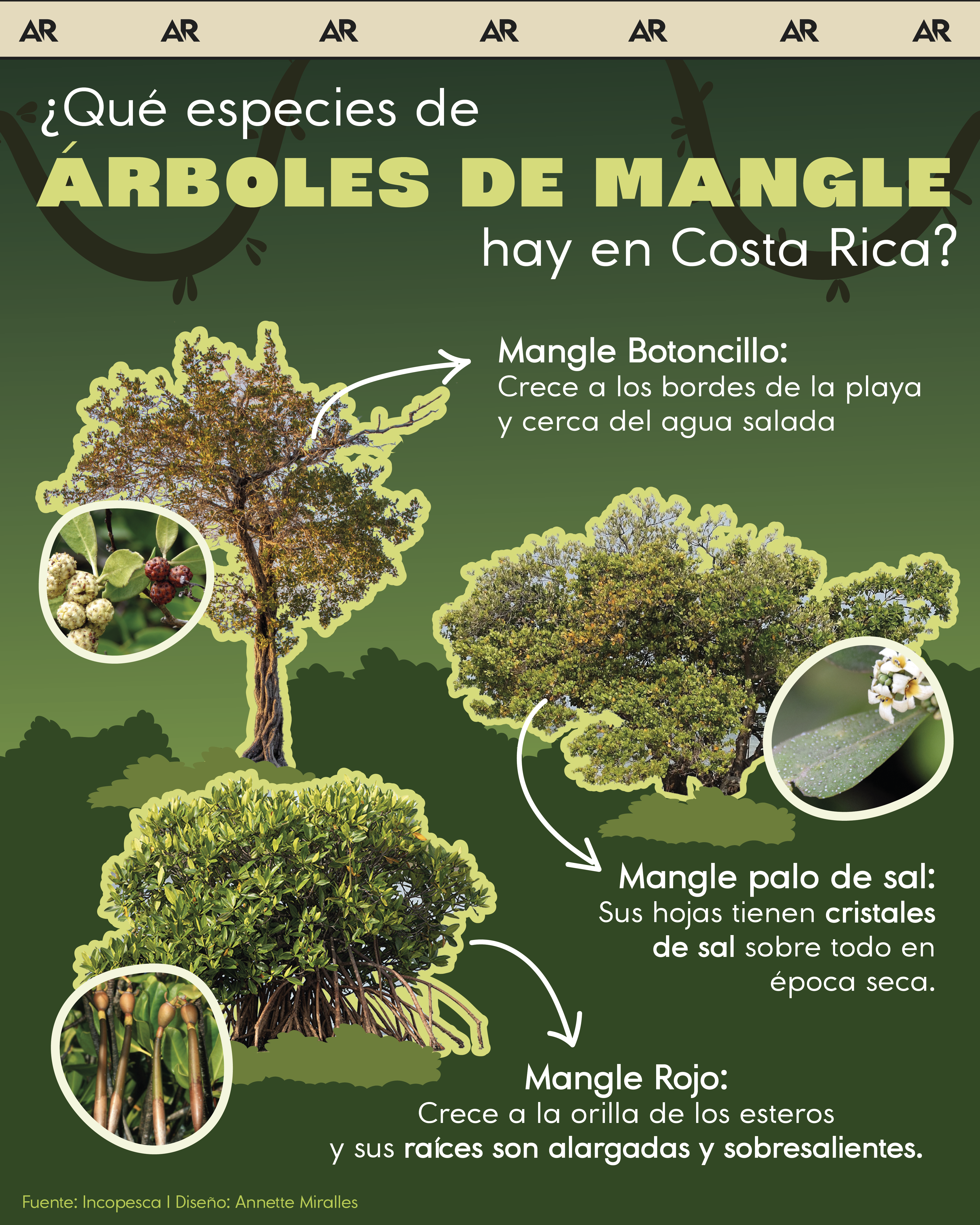 manglares, árboles de mangle, ambiente, noticias, Costa Rica 