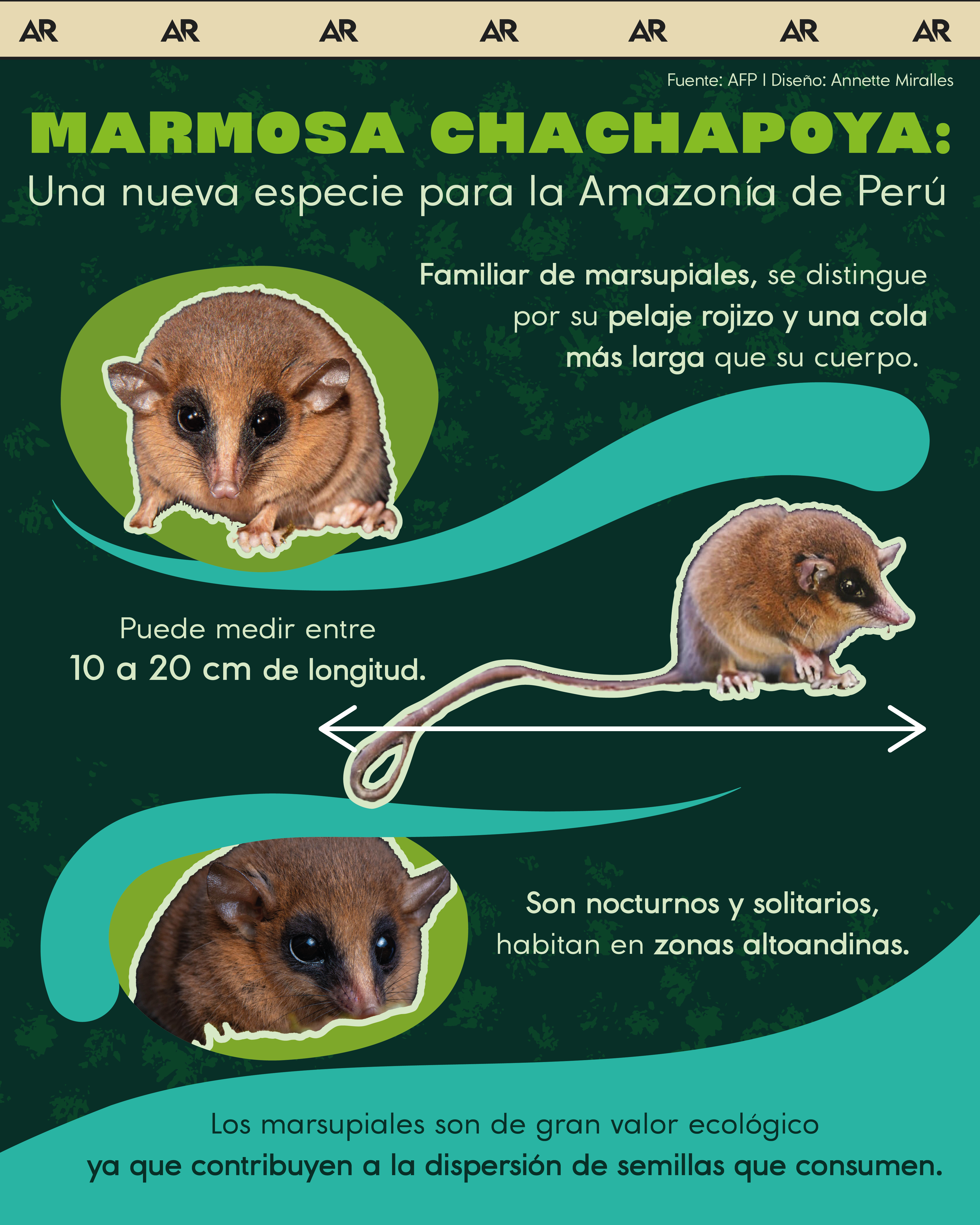 marmosa, marsupial, Perú, ambiente, noticias, Costa Rica 