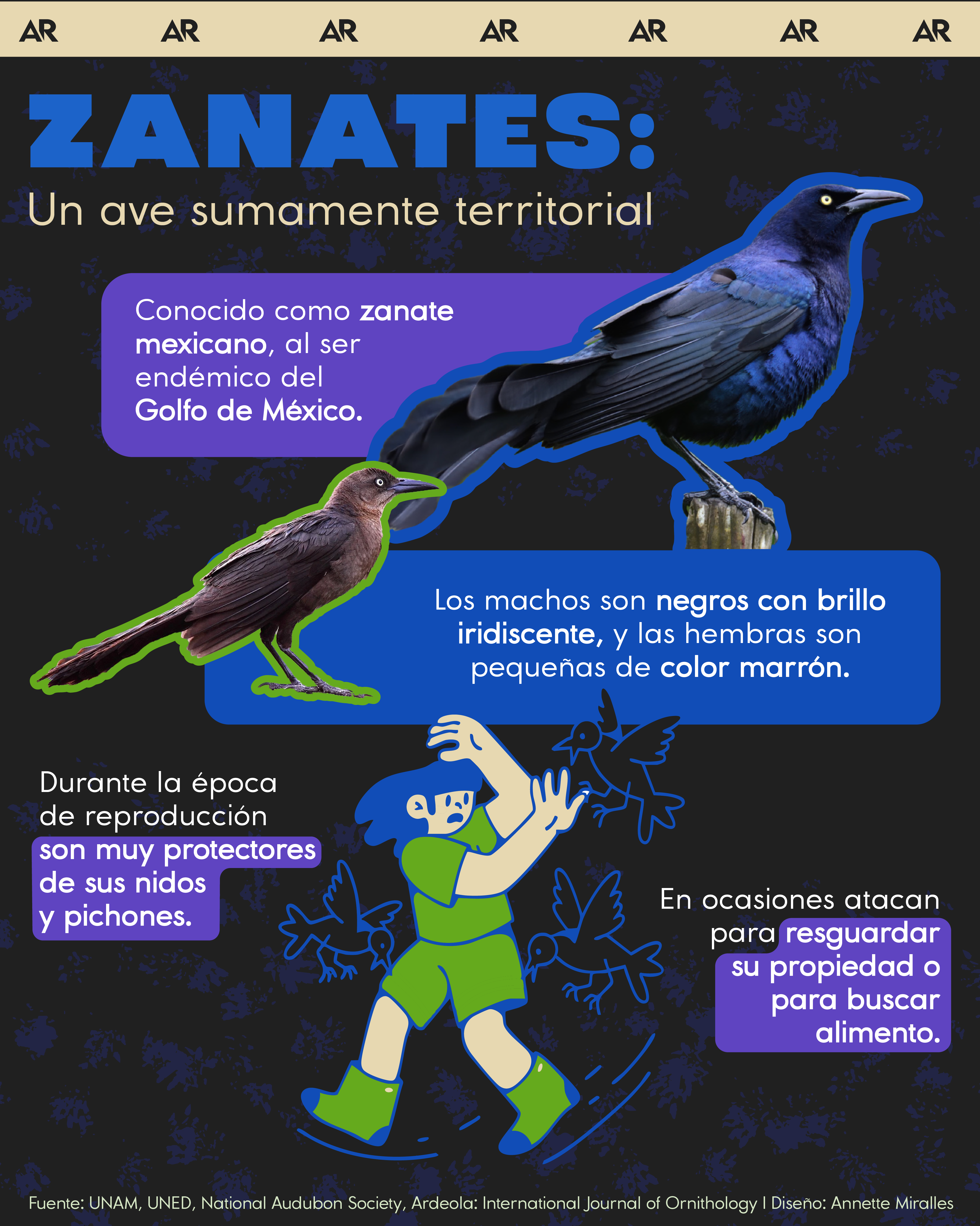 Zanate, ave, ambiente, noticias, Costa Rica 