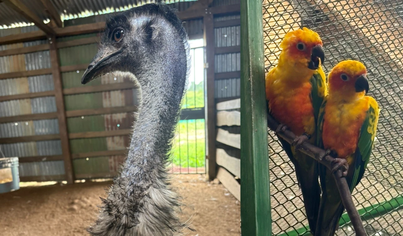 decomiso, emús, especies exóticas, guácimo, sinac, minae