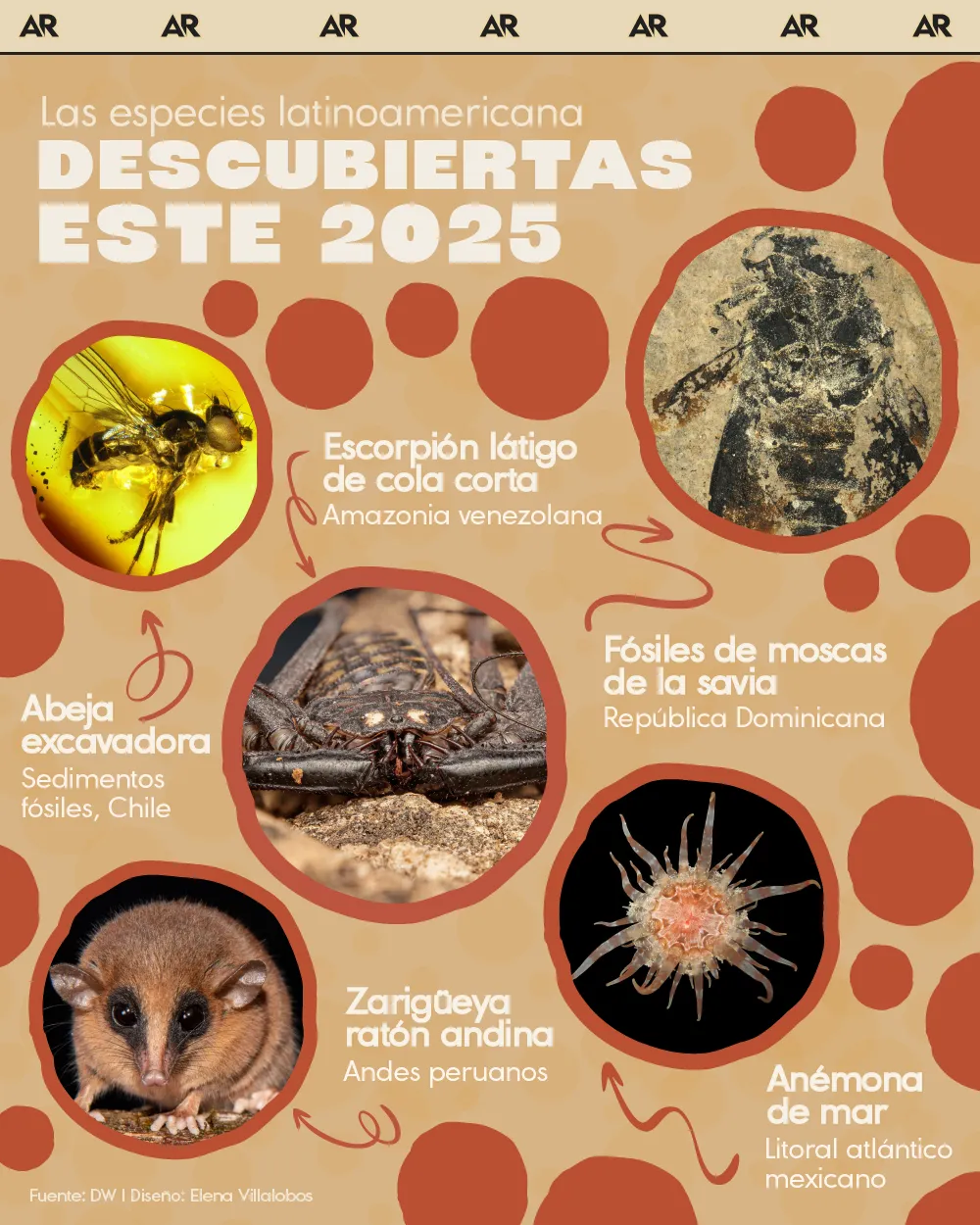 especies, latinoamericana, descubiertas, 2025, Internacional, Noticias