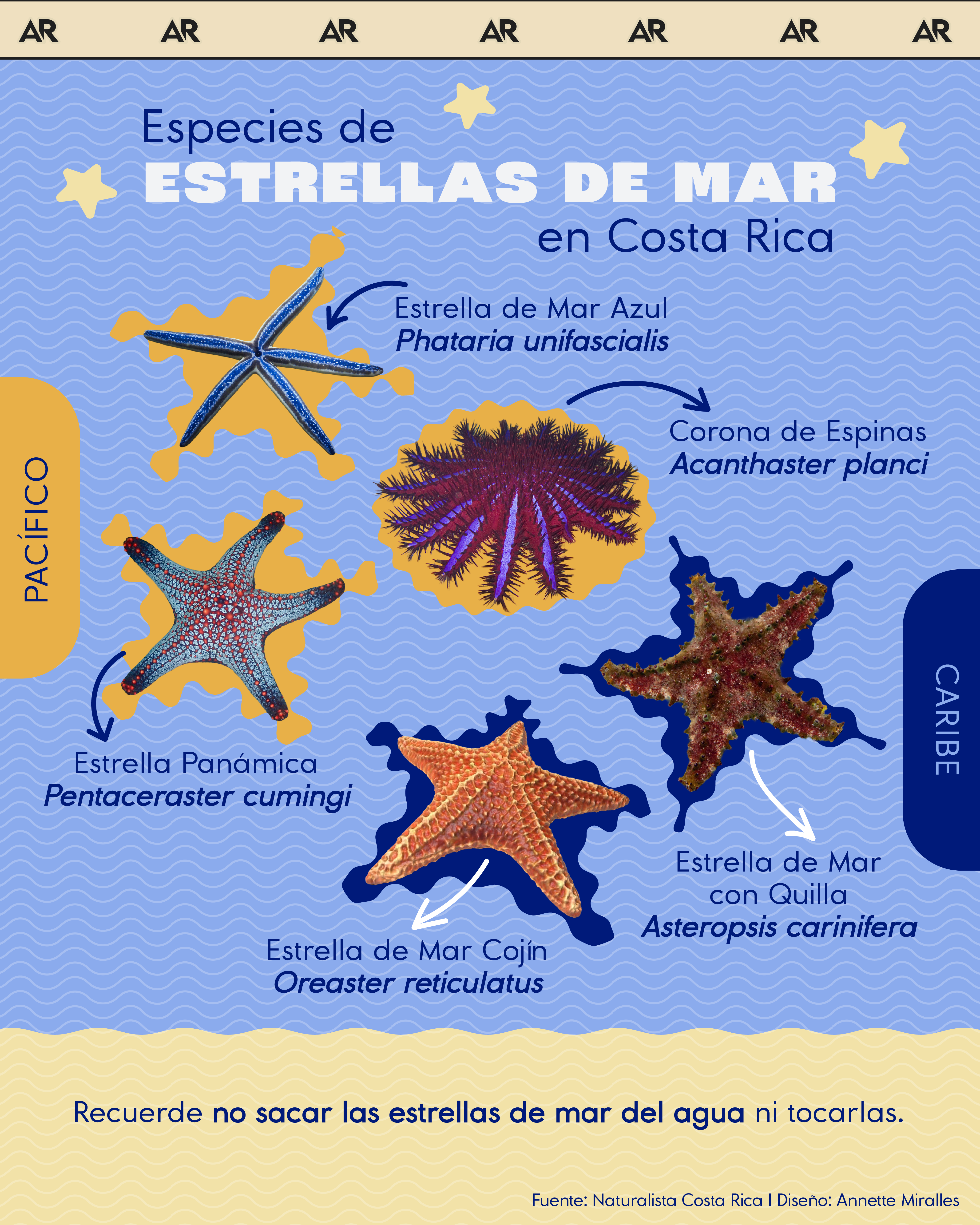 Especies de estrellas de mar en Costa Rica