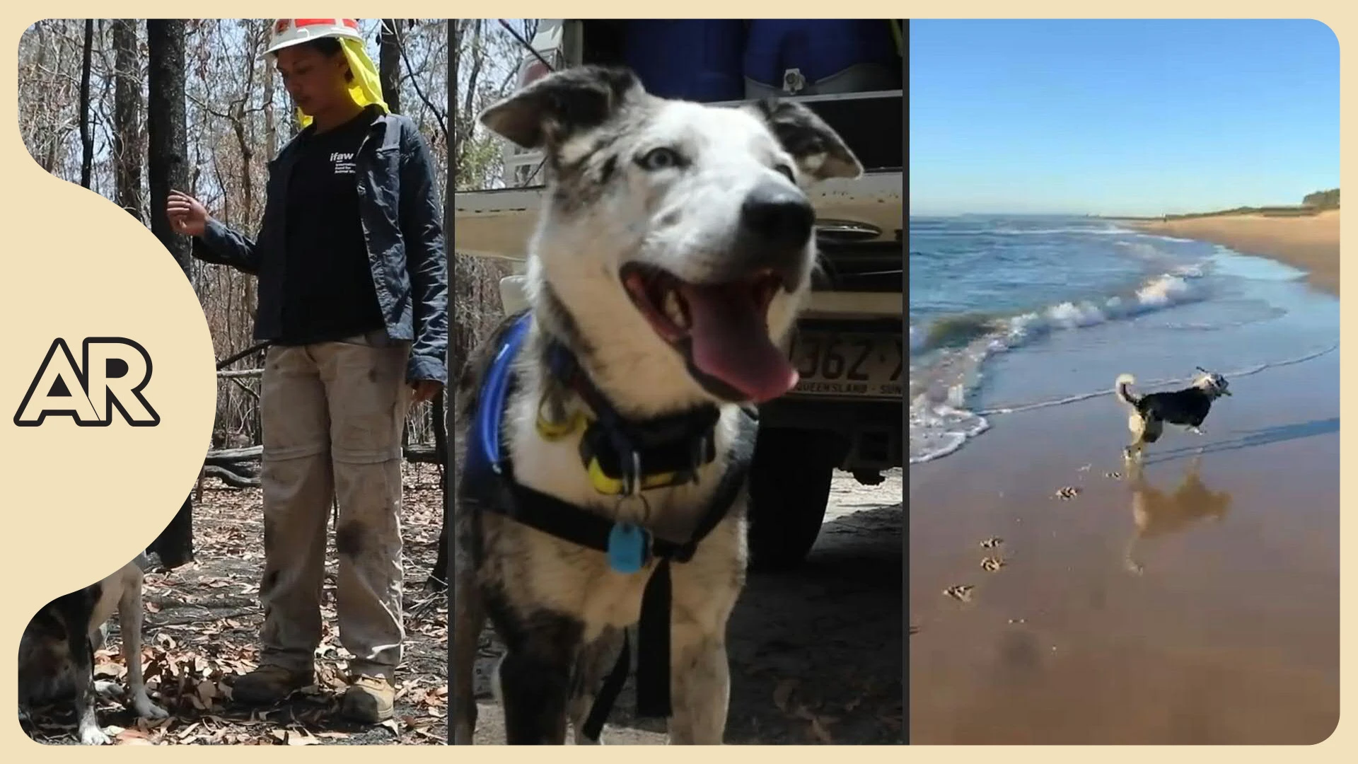 El perro Bear, héroe de los koalas en Australia, se retira