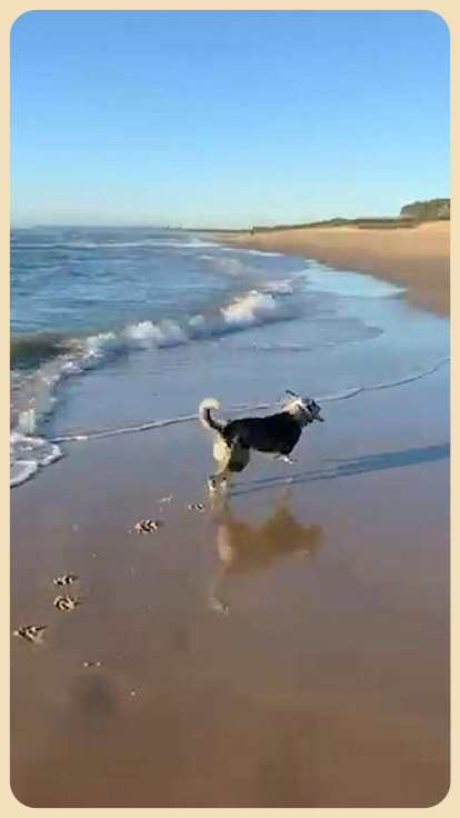 Perro rescatista en Australia.