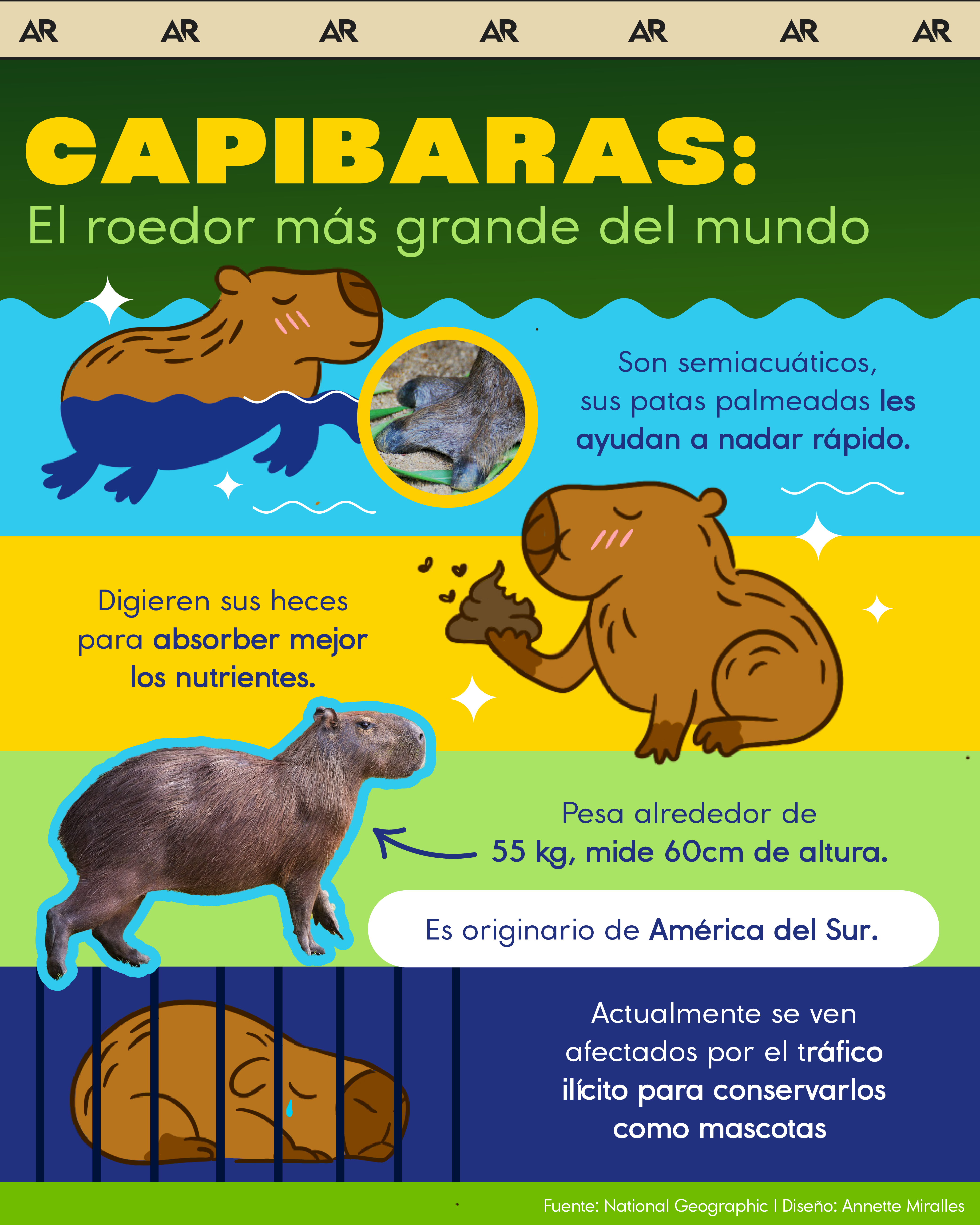 capibaras, roedor, tráfico, ambiente, noticias, costa rica 