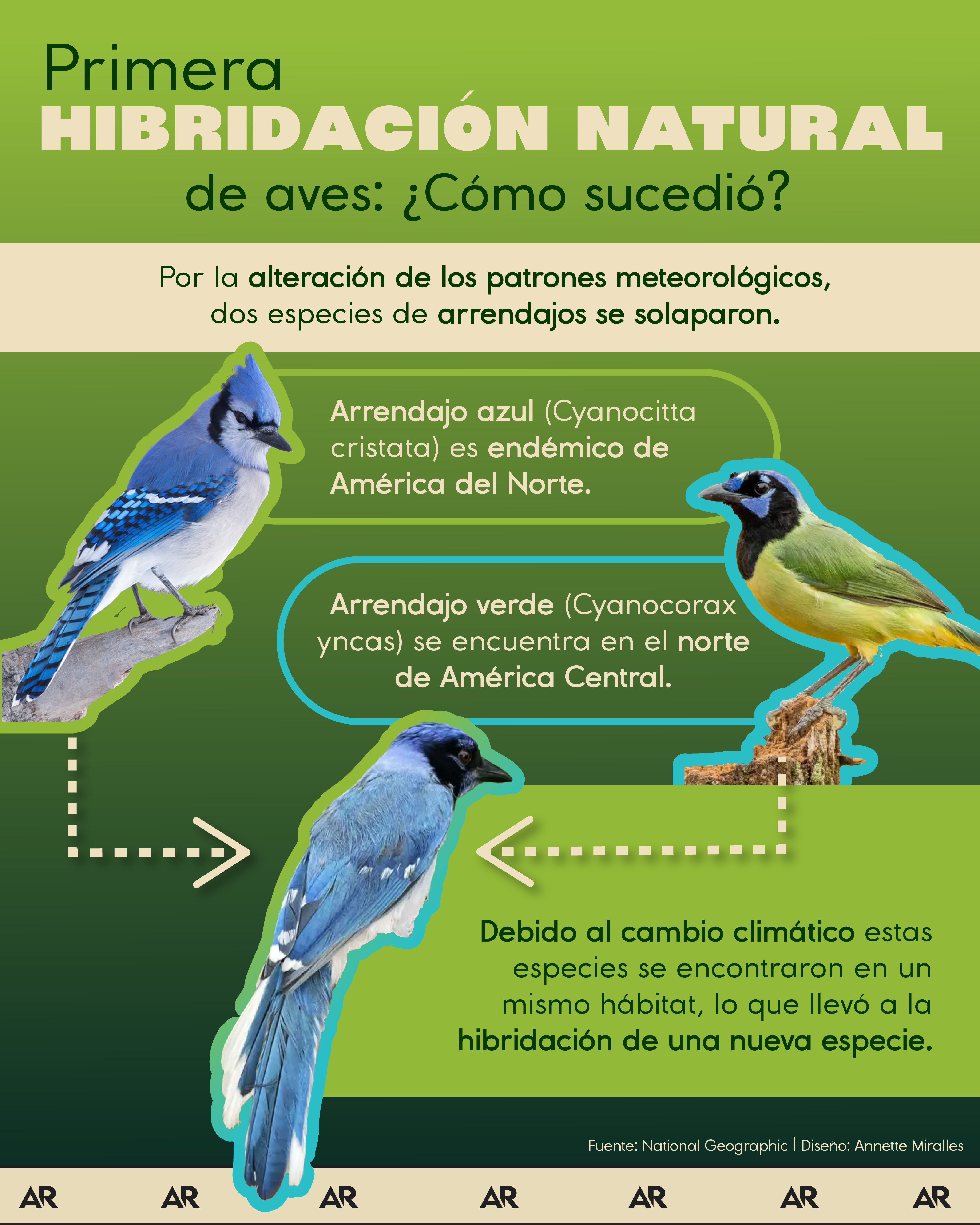 hibridación, aves, arrendajos, ambiente, noticias, Costa Rica 