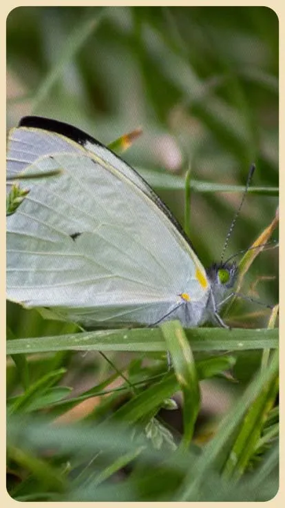 Mariposas que se opacan, un nuevo síntoma del daño en la Amazonía