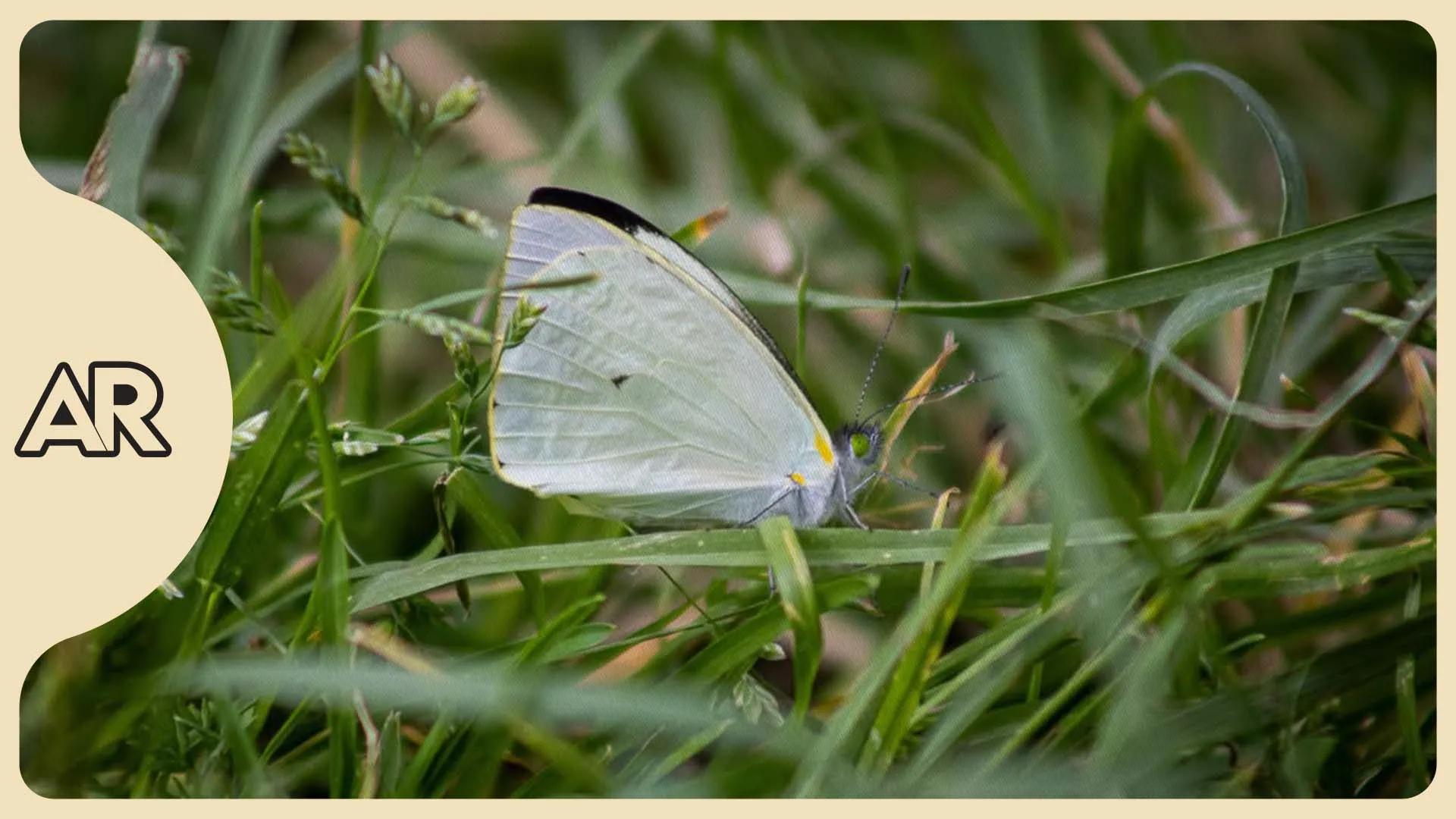 Mariposas que se opacan, un nuevo síntoma del daño en la Amazonía