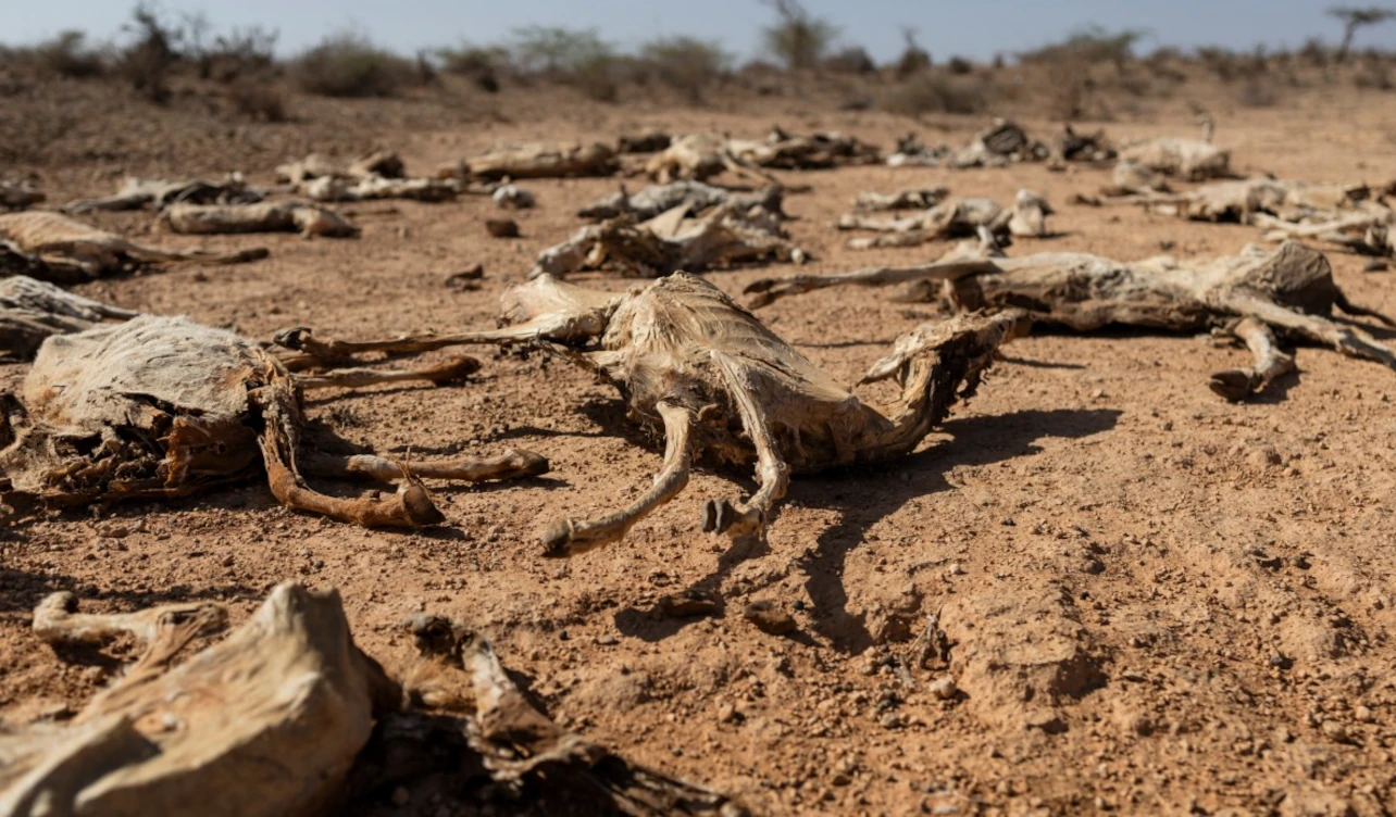 kenia sequía ganado