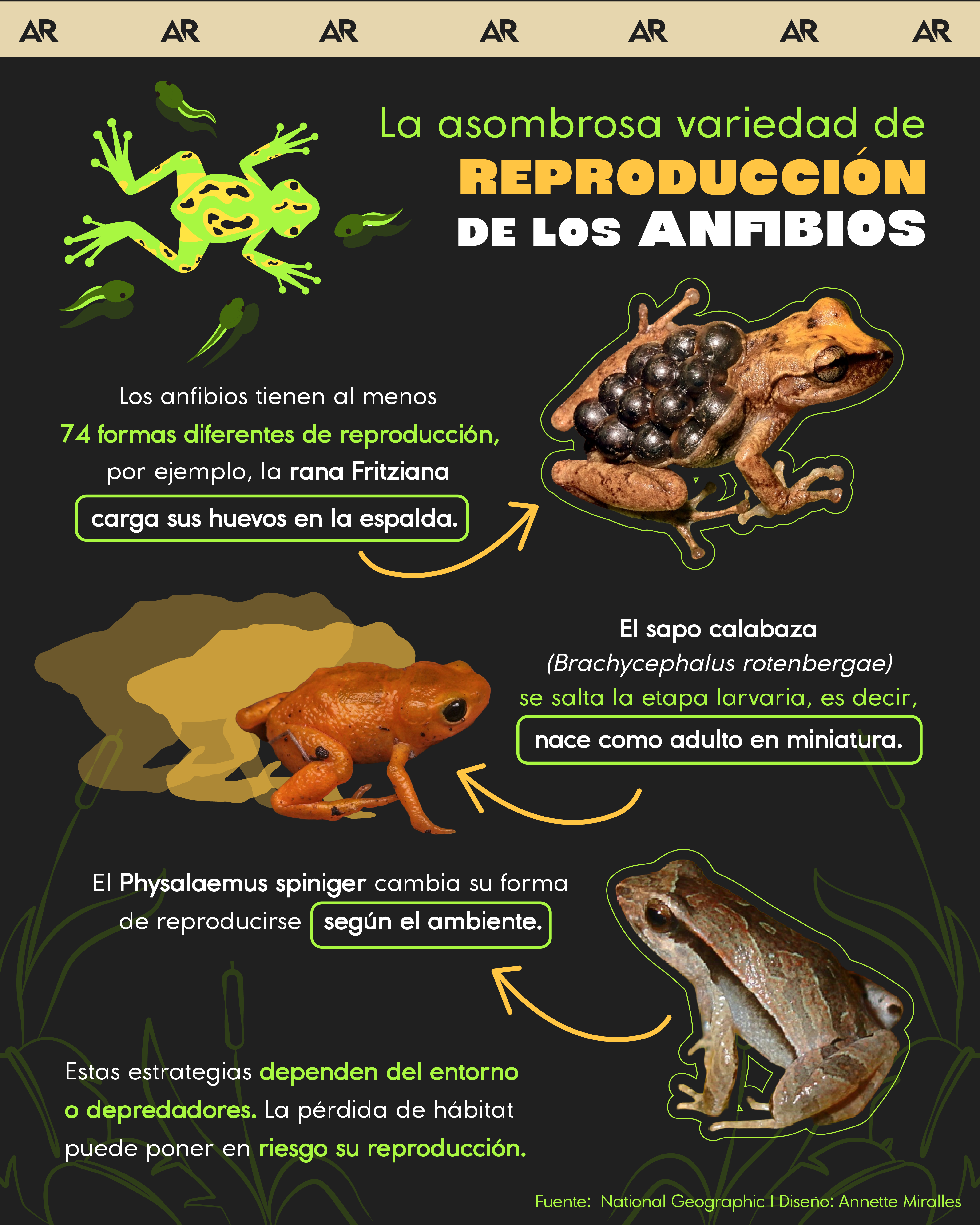 La asombrosa variedad de reproducción de los anfibios 