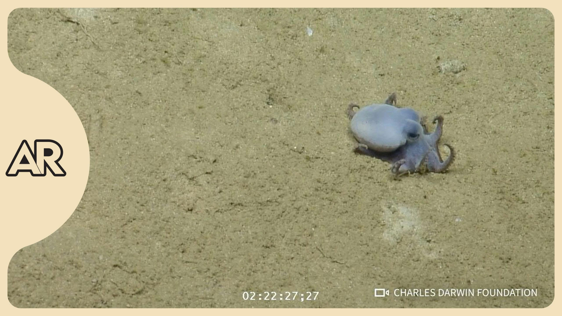 Azul y pequeño como una pelota de golf: así es el nuevo pulpo descubierto en las Galápagos
