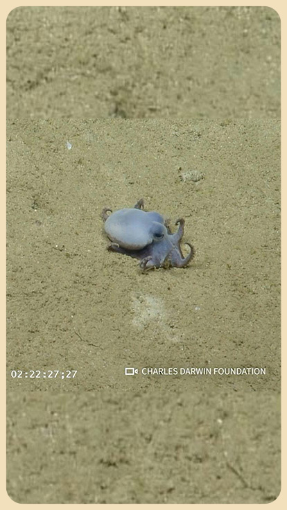 Pulpo azul pequeño.