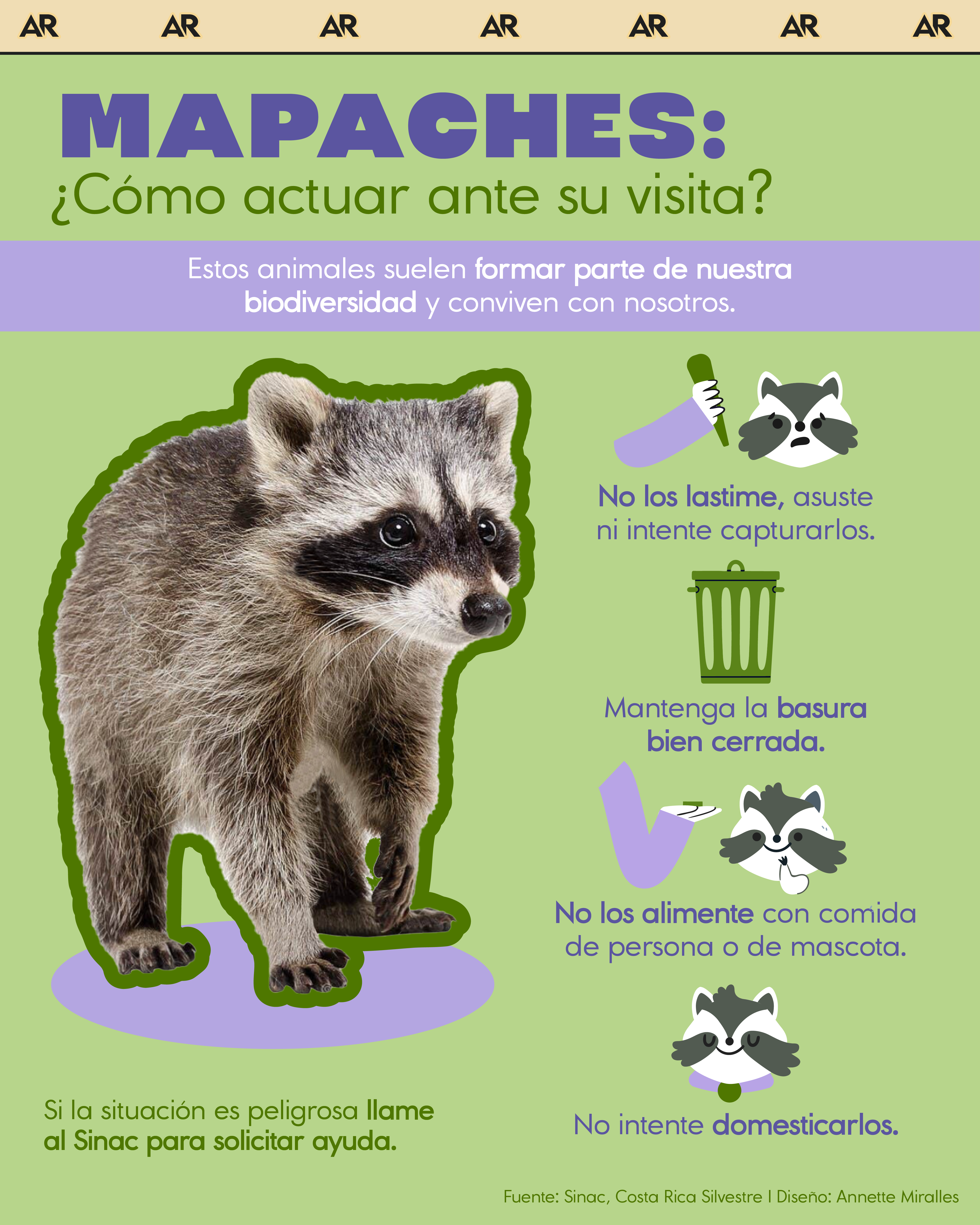 Mapaches: ¿Cómo actuar ante su visita?