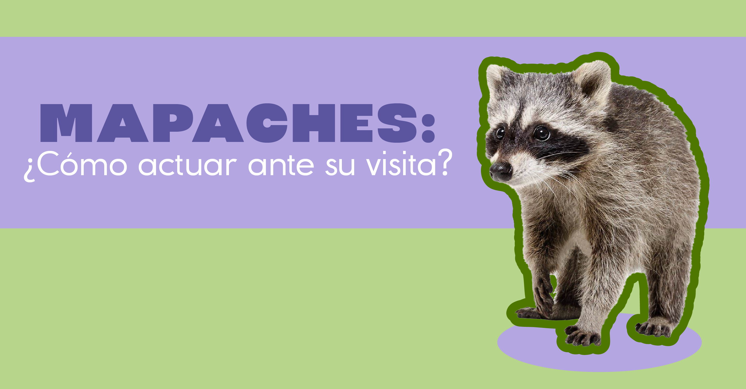 Mapache Map Mapaches en casa: qué hacer y cómo actuar ante su visita