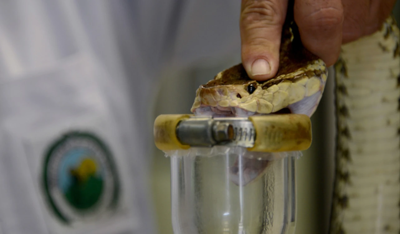 suero antiofídico, costa rica, instituto clodomiro picado, universidad de costa rica, áfrica, eswatini