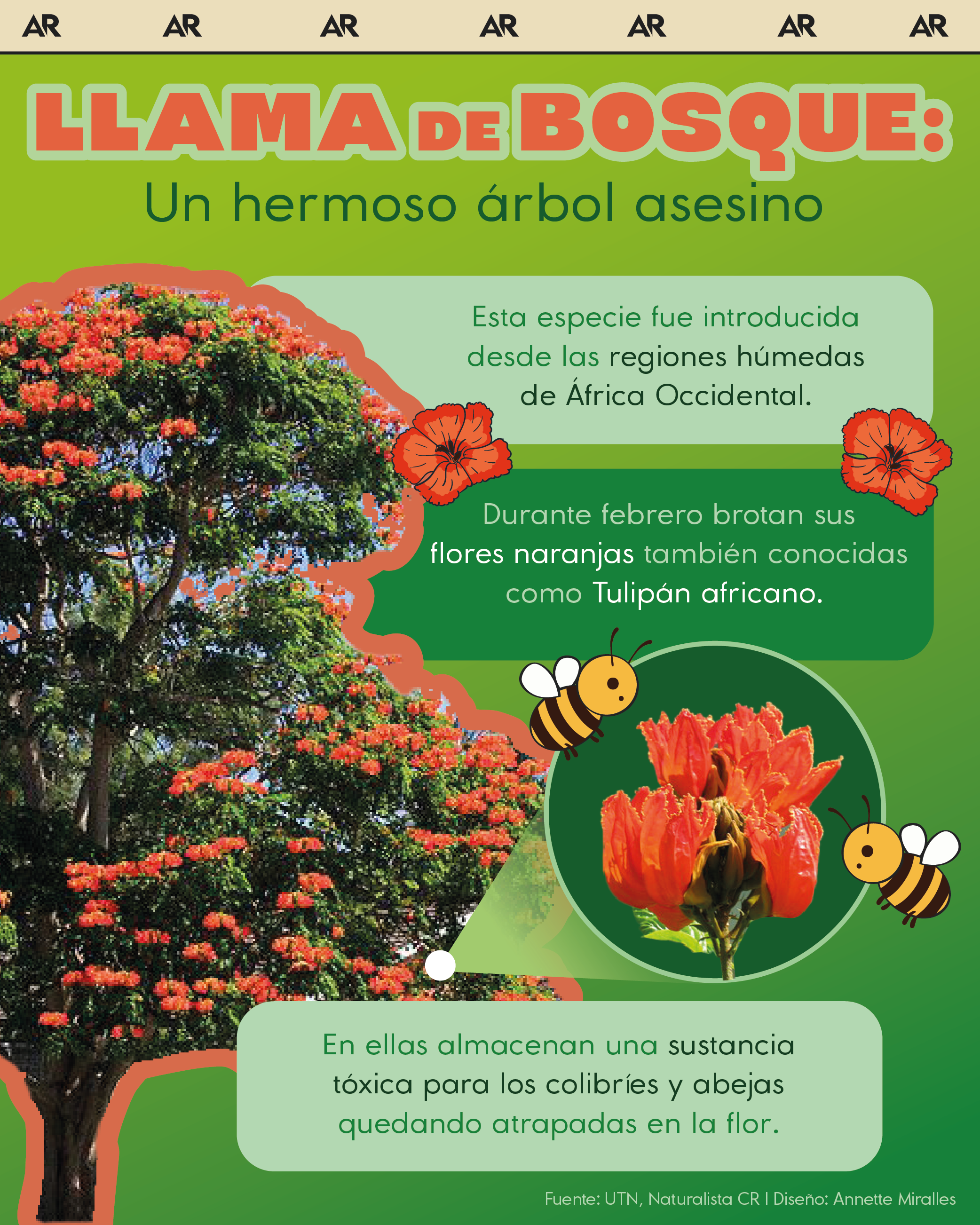 Llama de bosque, árbol, flor, tóxico, abejas, noticias, Costa Rica 