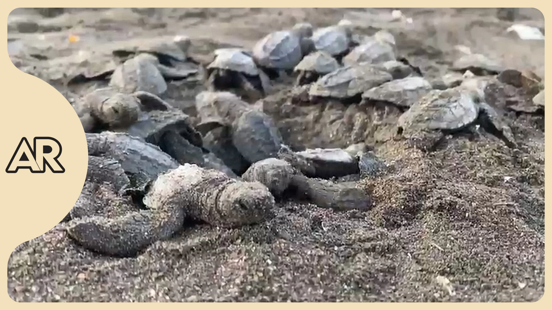 ¿Qué riesgos enfrenta la tortuga Baula durante el proceso de desove y nacimiento en las playas de Costa Rica?