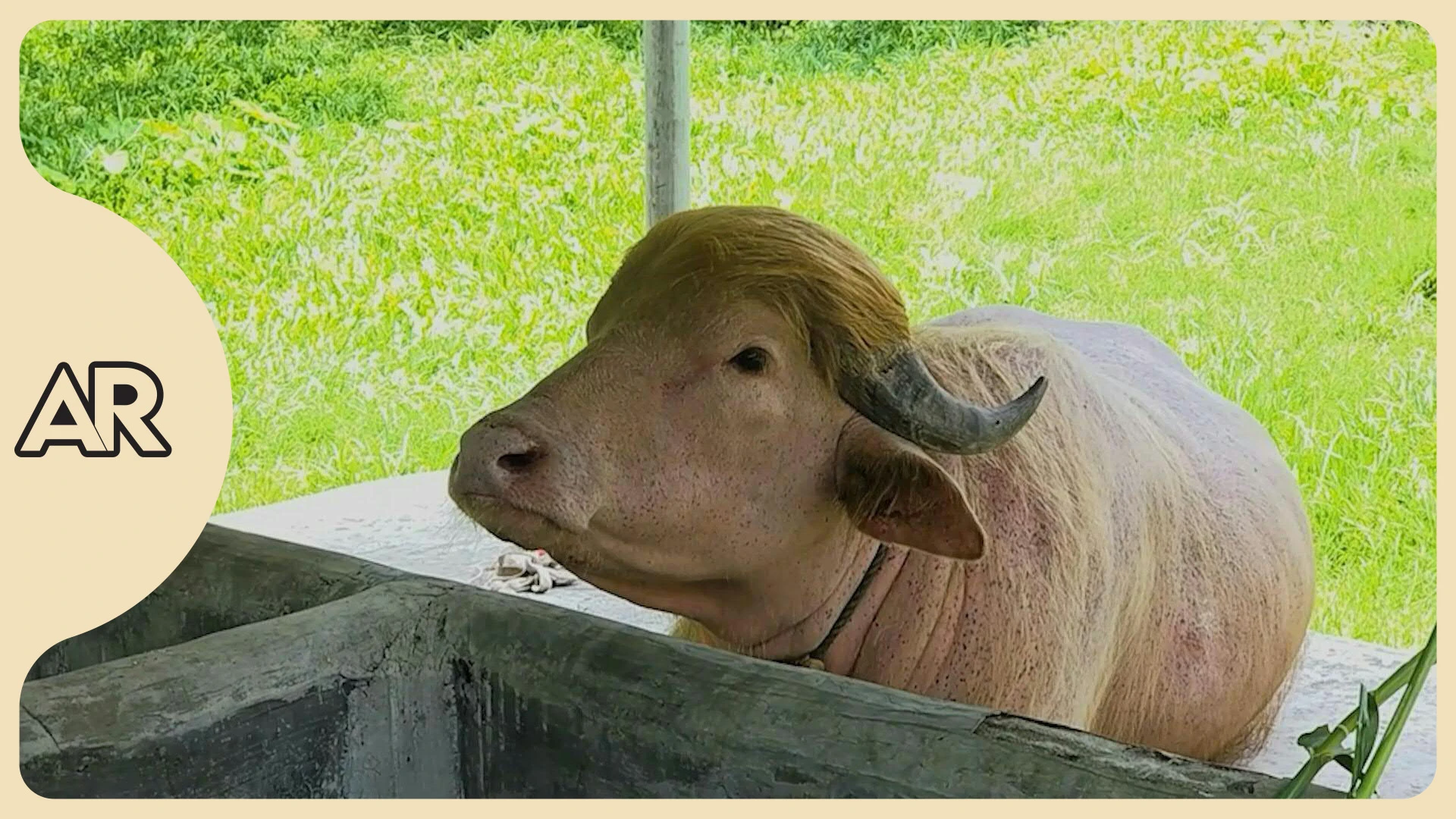 Búfalo se salva del sacrificio en Bangladés por su cabello similar al de Trump