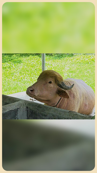 Búfalo.