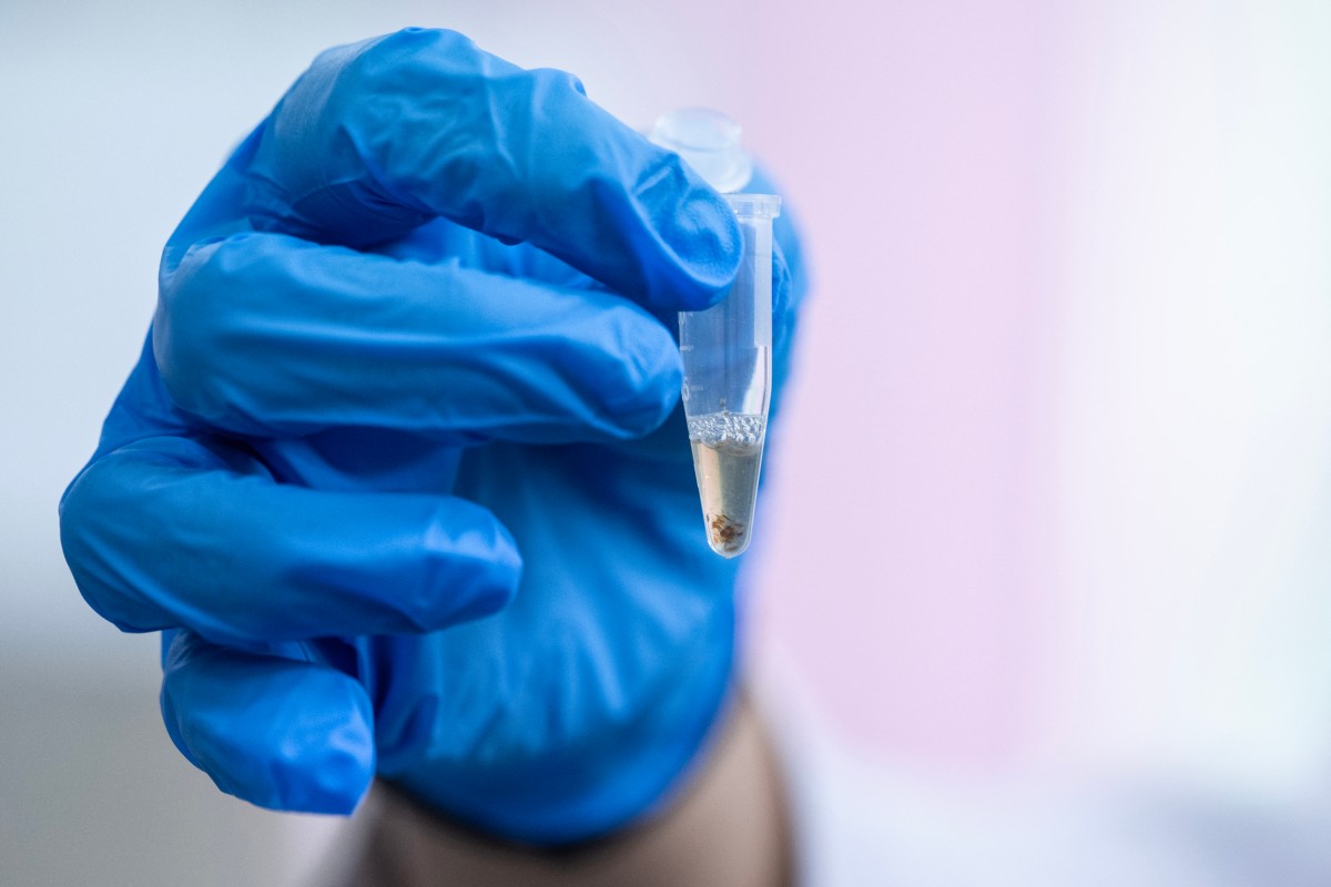 chinches investigación crímenes