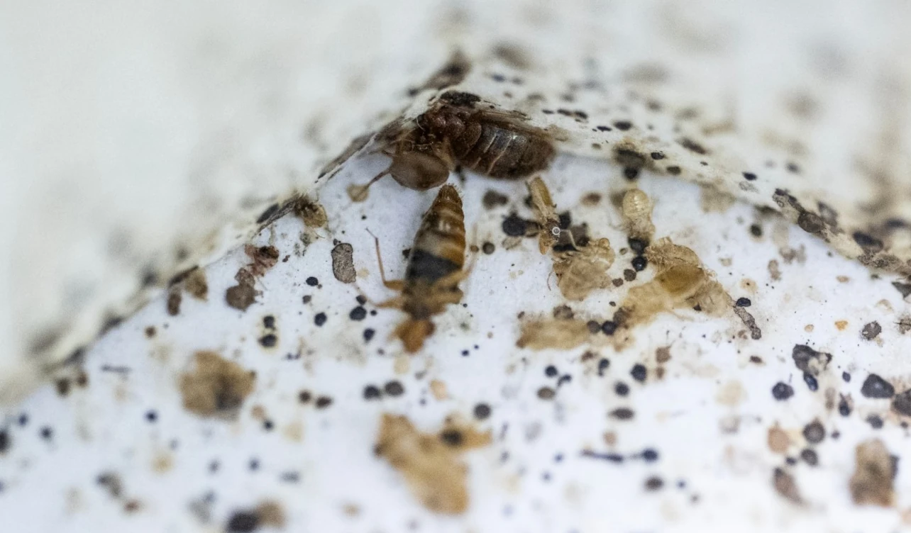 chinches investigación crímenes