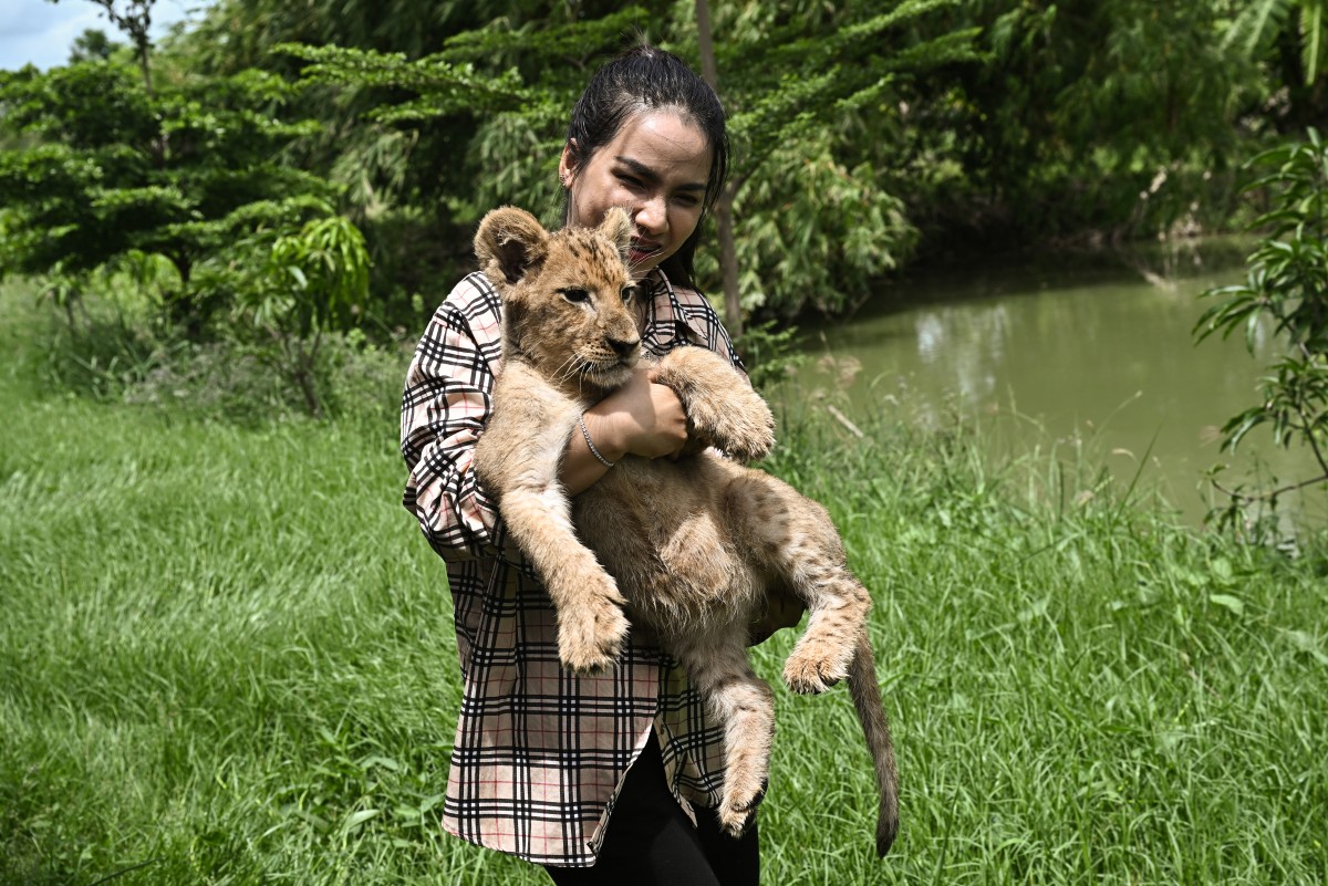leones domesticados tailandia