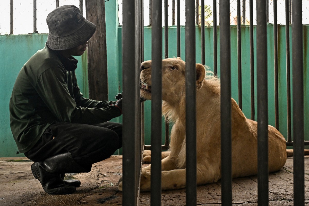 leones domesticados tailandia