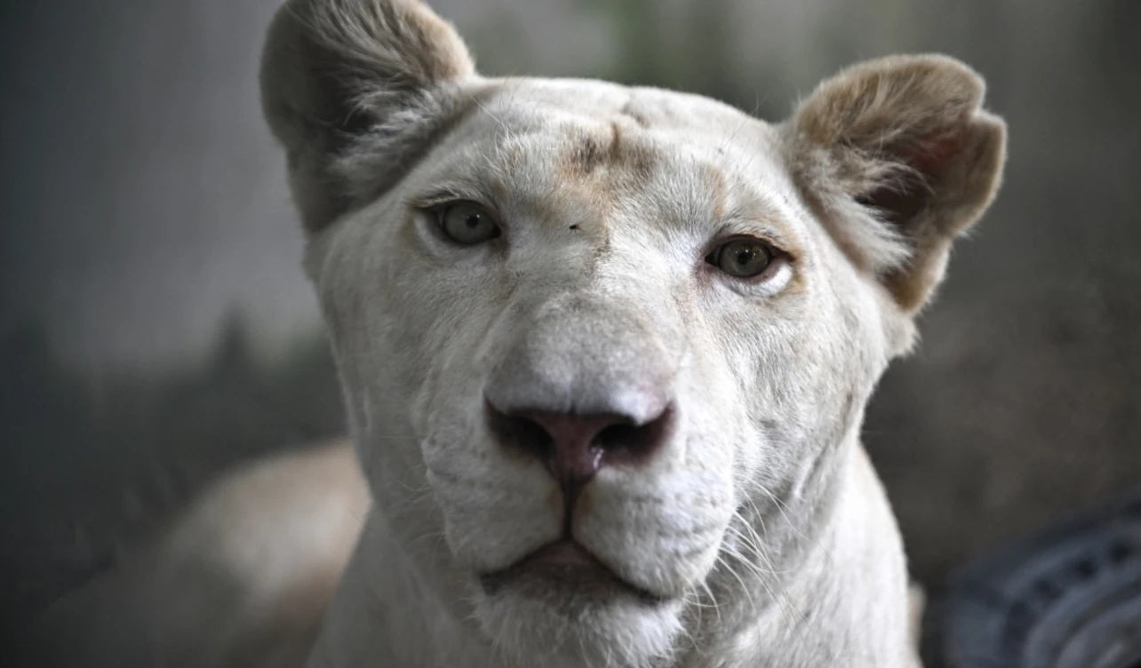 leones domesticados tailandia